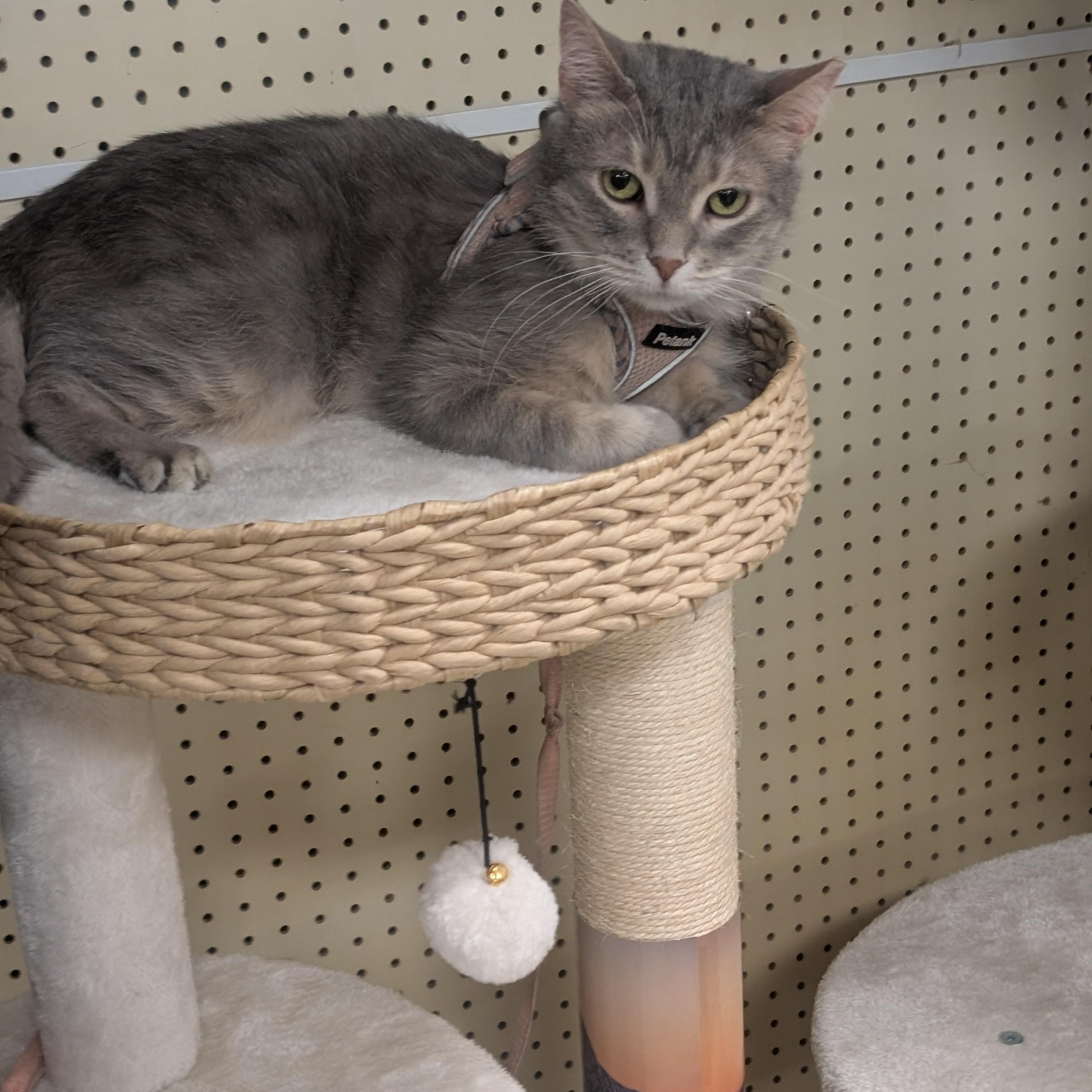 Enlarge Gelato, a Adoptable Domestic Short Hair in Crystal Lake , IL image 3/4
