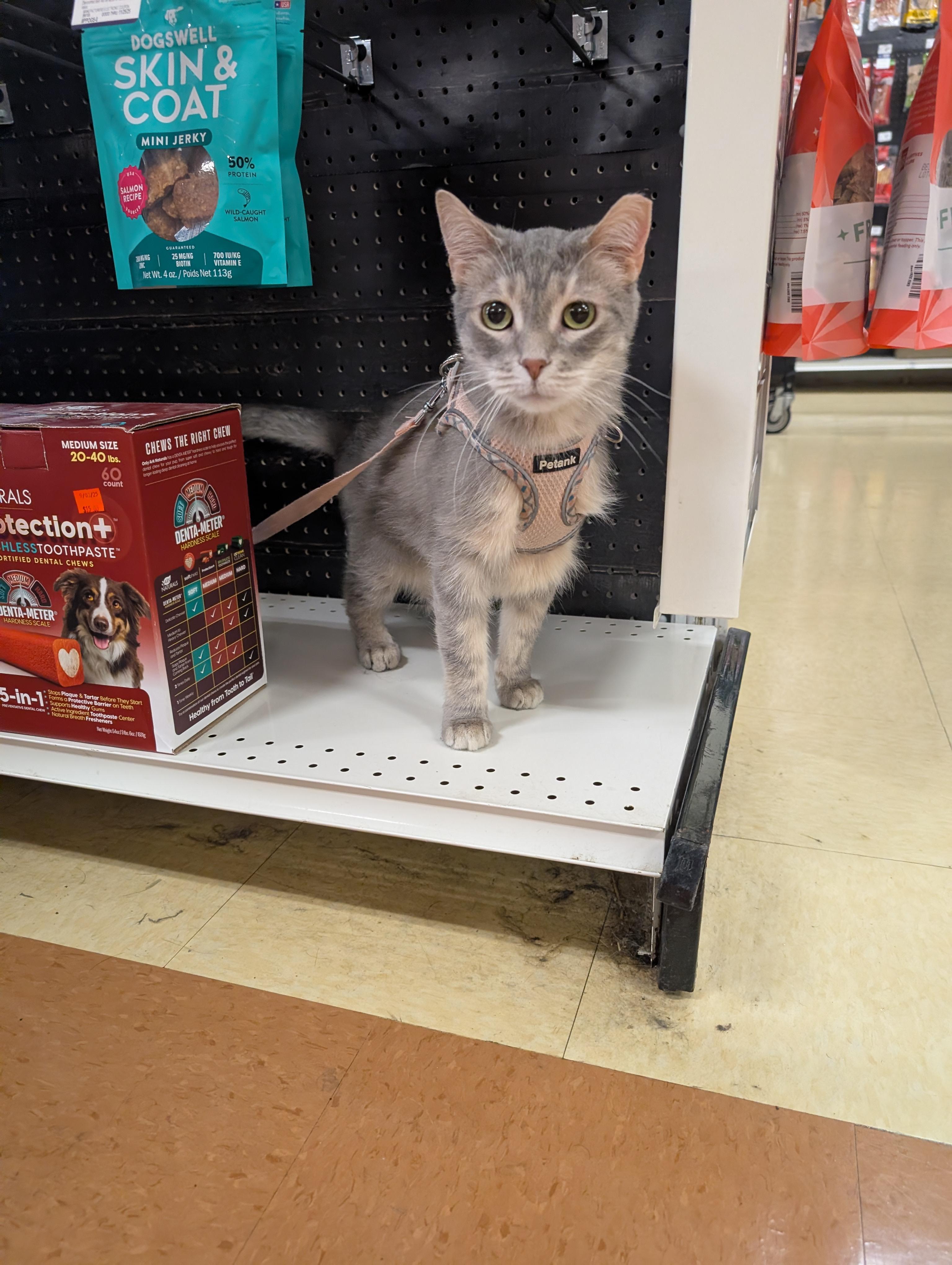 Enlarge Gelato, a Adoptable Domestic Short Hair in Crystal Lake , IL image 1/4