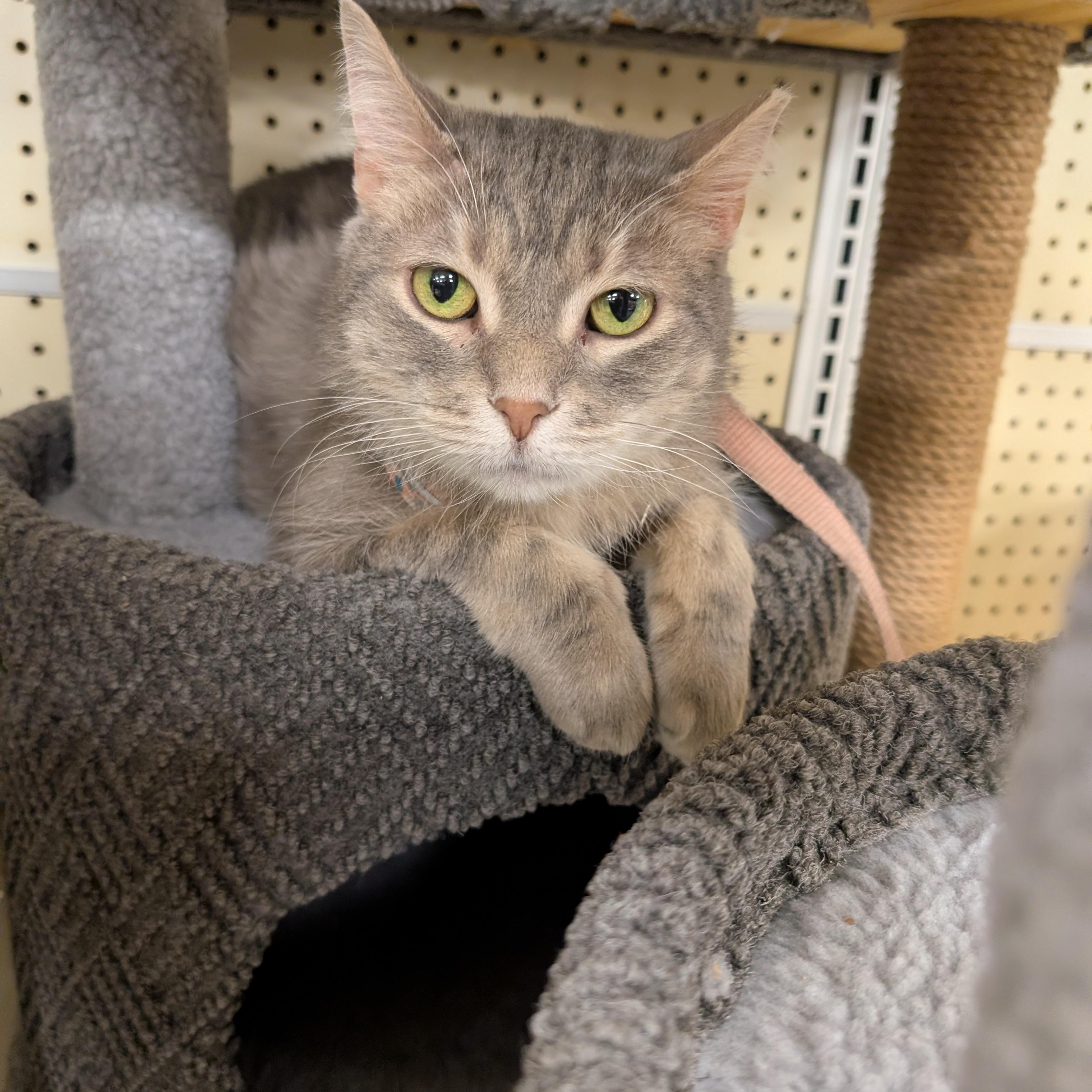 Enlarge Gelato, a Adoptable Domestic Short Hair in Crystal Lake , IL image 4/4