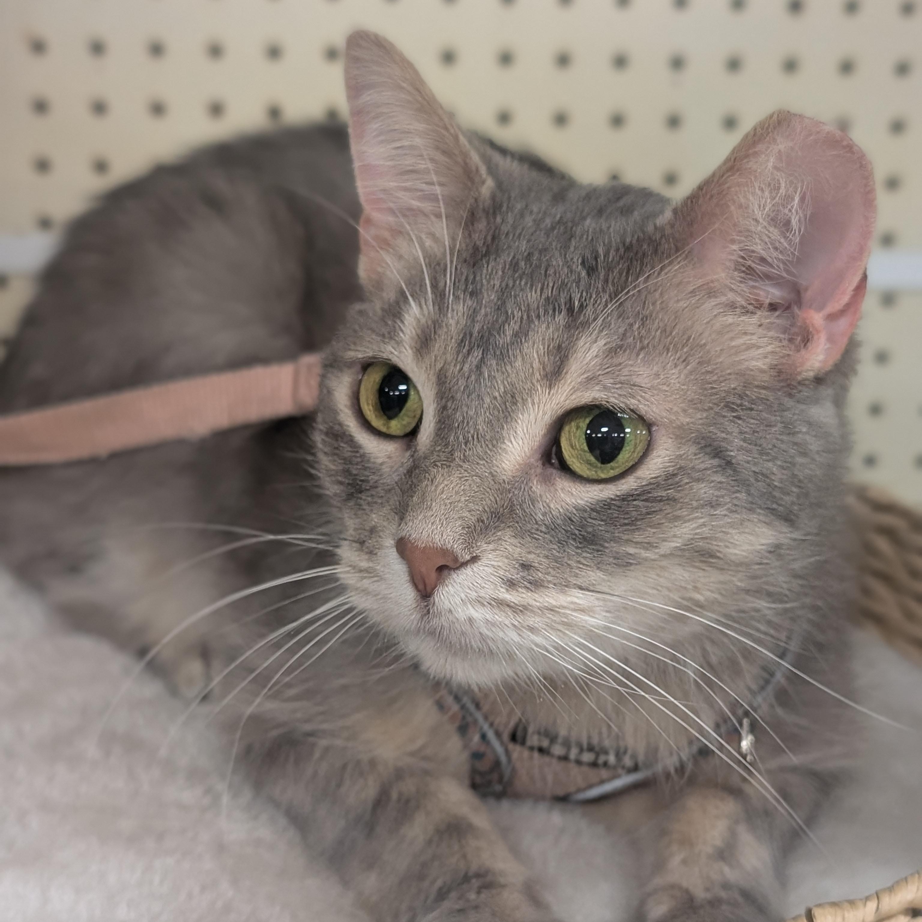 Gelato, Adoptable, Adult Female Domestic Short Hair.