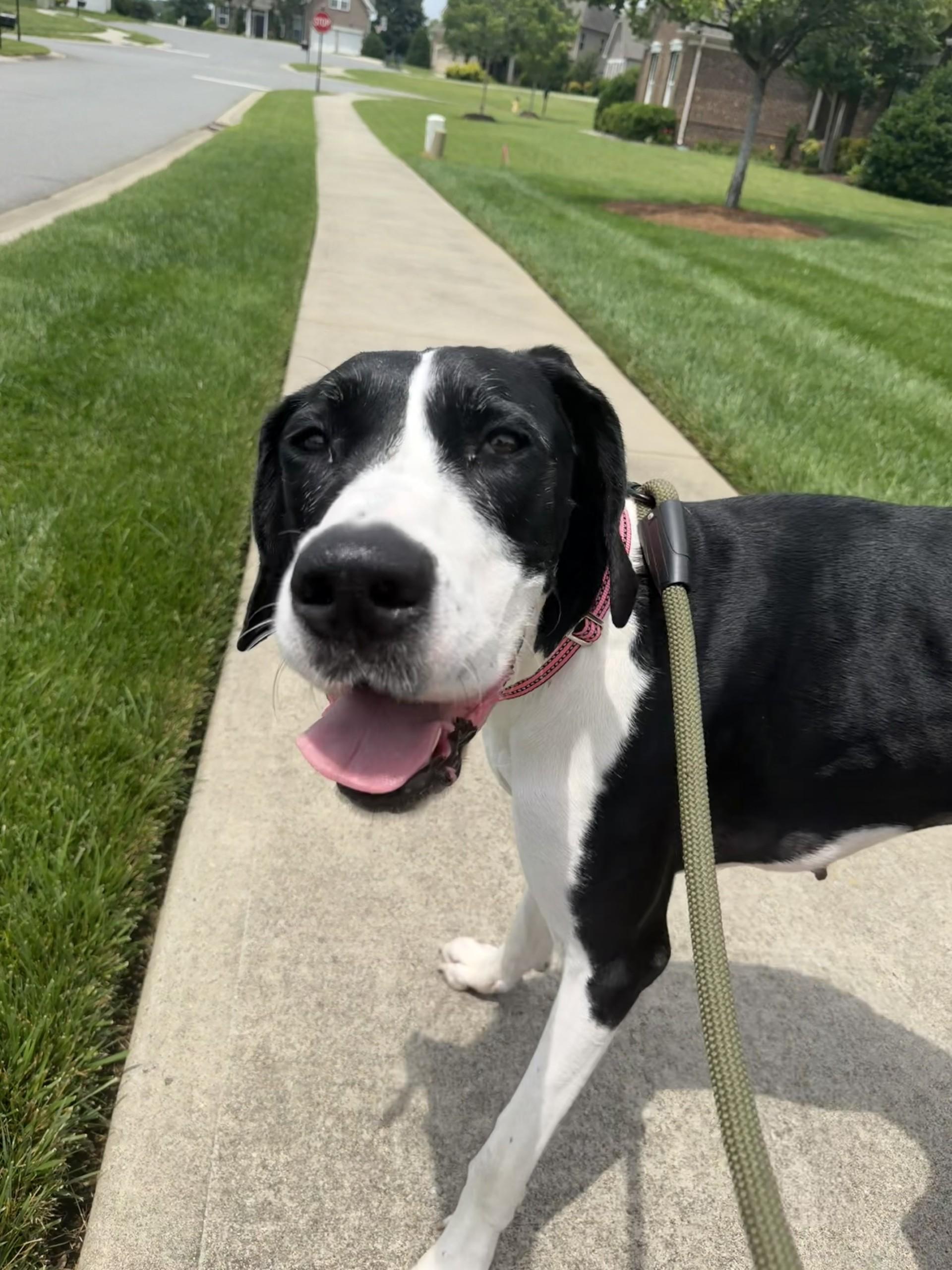 Fiona, a ADOPTABLE Great Dane in Salisbury, NC image 1/4