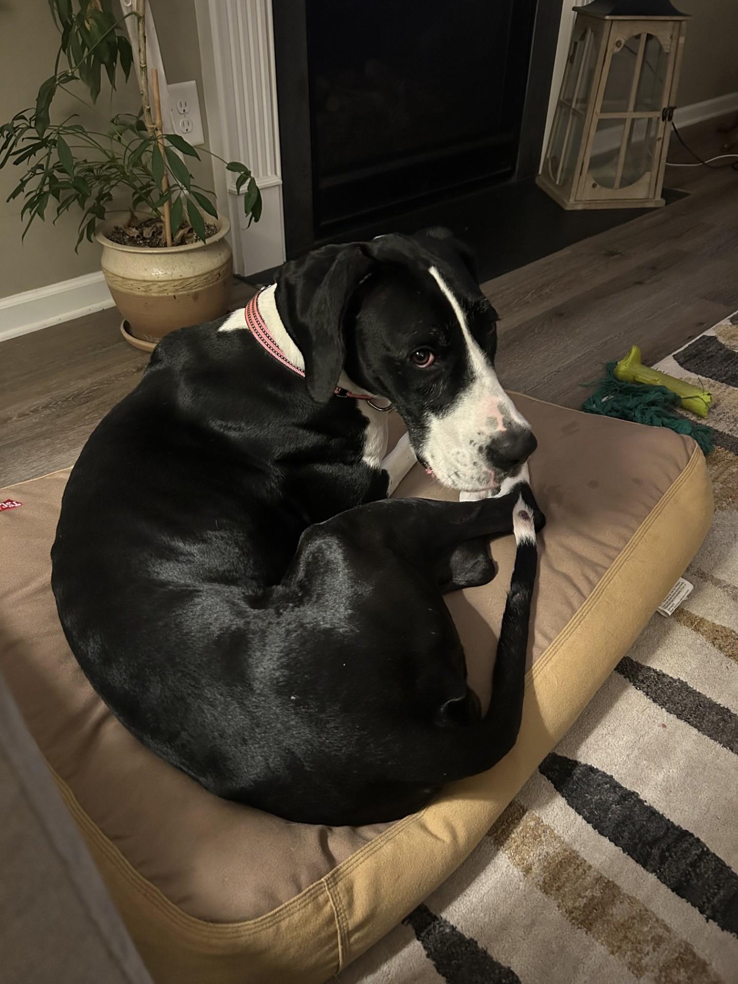 Fiona, a ADOPTABLE Great Dane in Salisbury, NC image 3/4