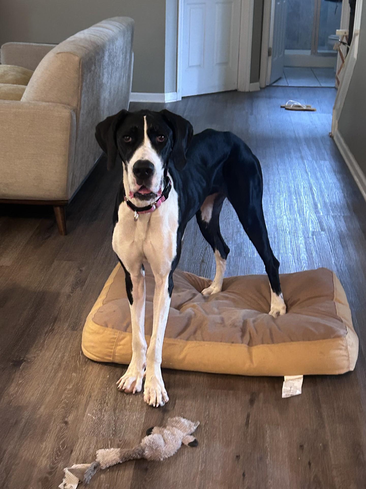 Fiona, a ADOPTABLE Great Dane in Salisbury, NC image 2/4