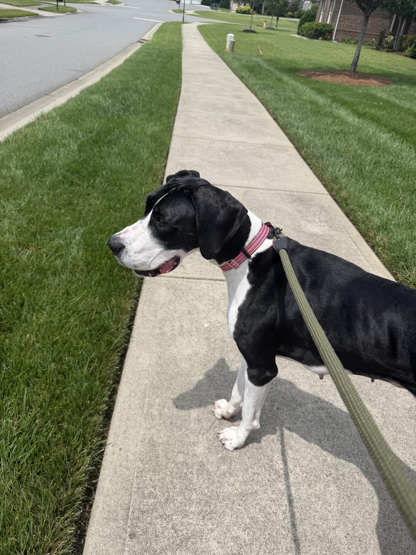Fiona, a ADOPTABLE Great Dane in Salisbury, NC image 4/4