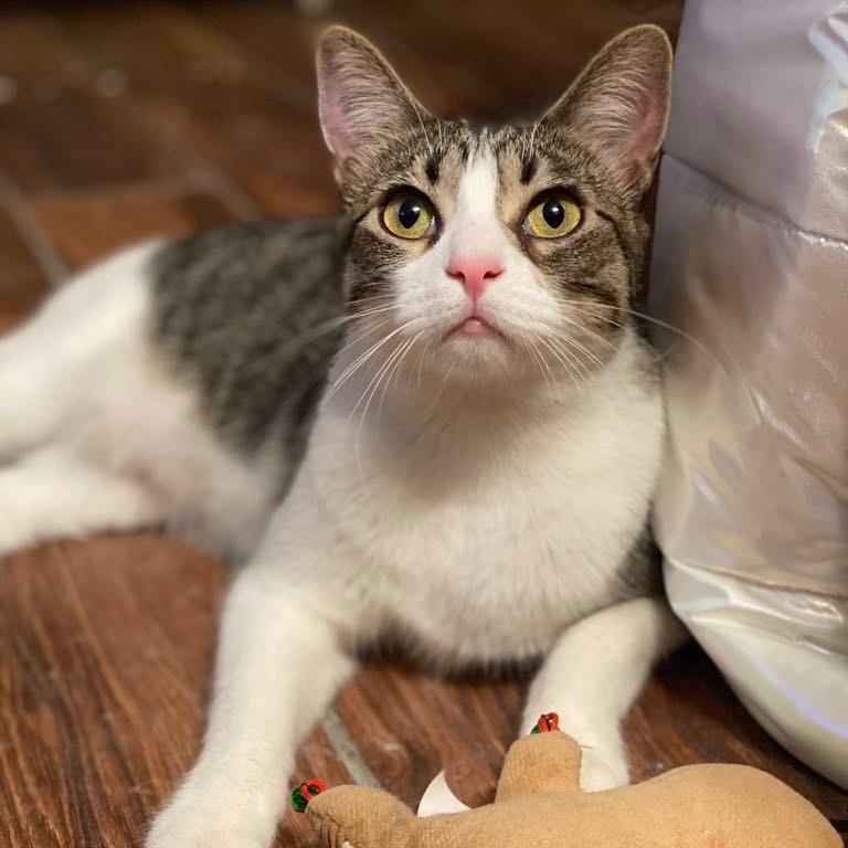 Sam 3, Adoptable, Adult Male Domestic Short Hair.