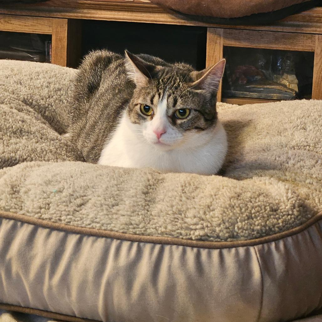 Enlarge Sam 3, a Adoptable Domestic Short Hair in Manhattan, IL image 3/6