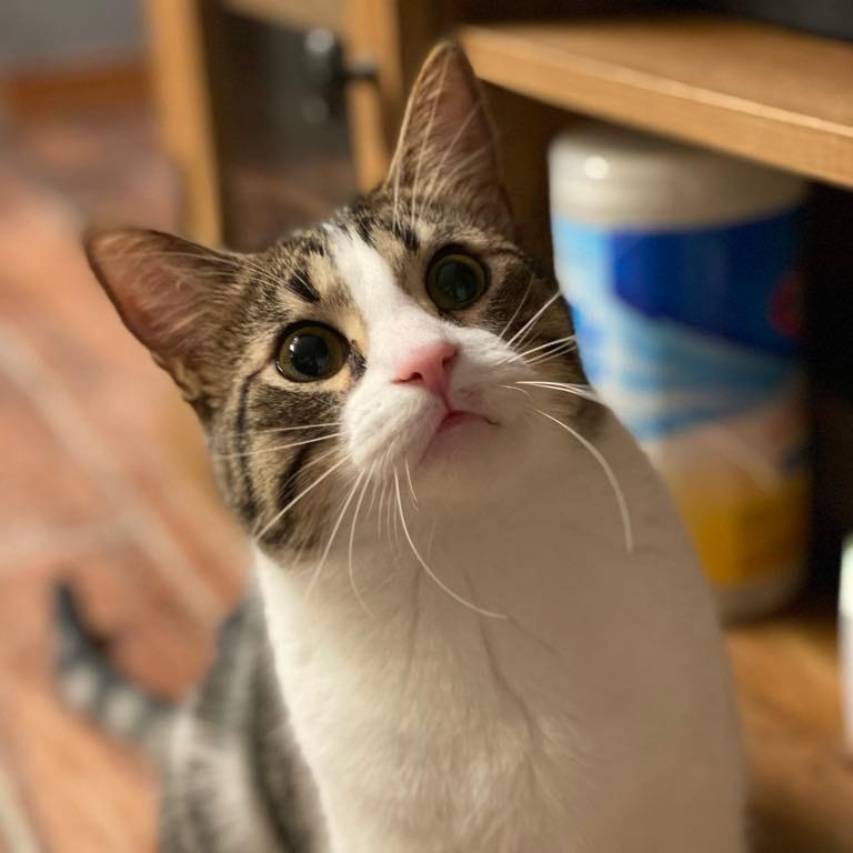 Enlarge Sam 3, a Adoptable Domestic Short Hair in Manhattan, IL image 5/6