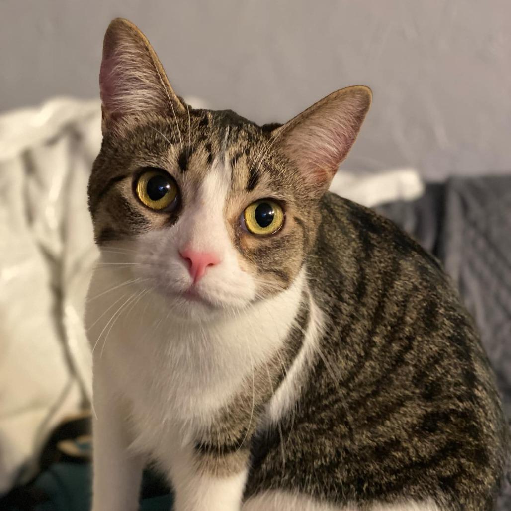 Enlarge Sam 3, a Adoptable Domestic Short Hair in Manhattan, IL image 6/6