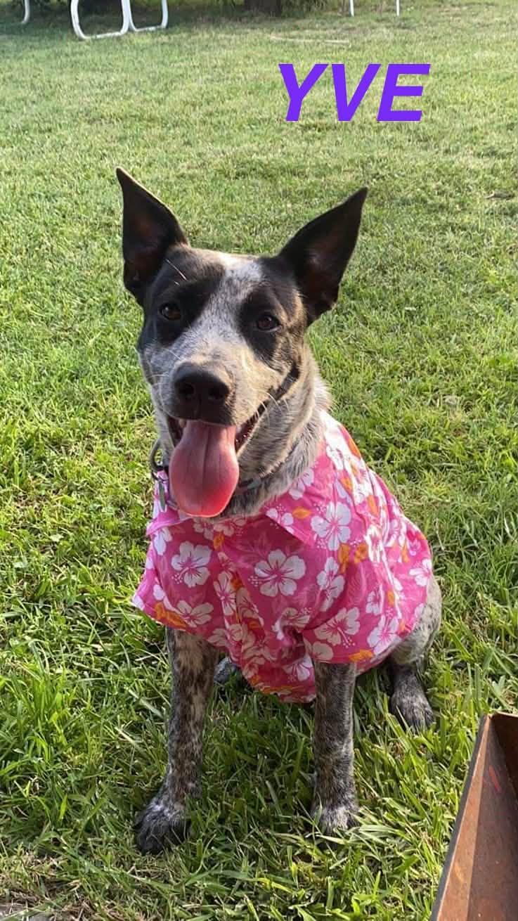 Enlarge Yve, a Adoptable Australian Cattle Dog / Blue Heeler in Ulysses, KS image 1/1