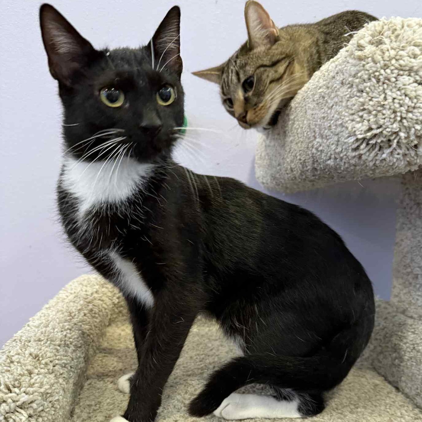 Bacon (cat café), a Adoptable mixed breed in Lafayette, IN image 1/5