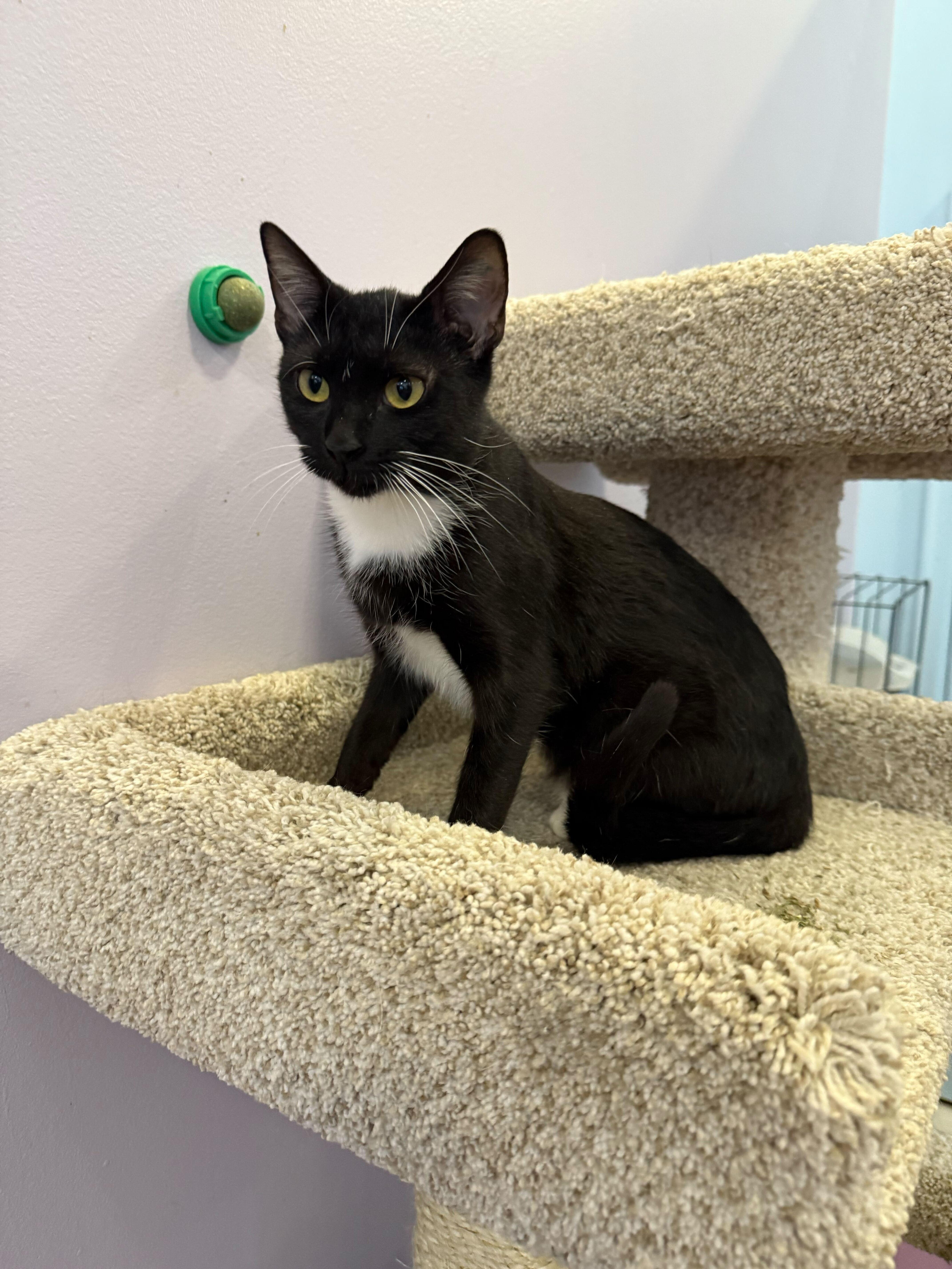 Bacon (cat café), a Adoptable mixed breed in Lafayette, IN image 5/5