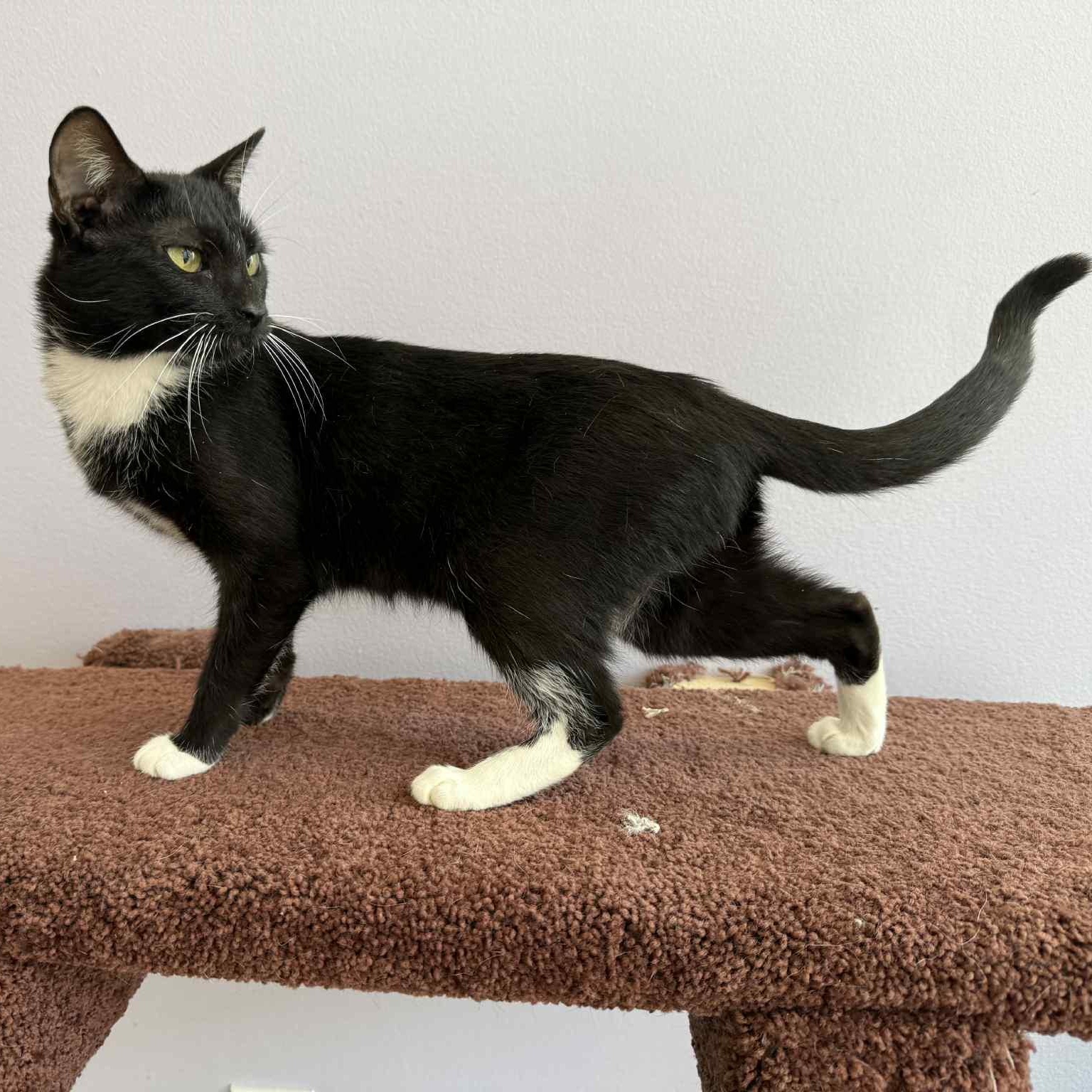 Bacon (cat café), a Adoptable mixed breed in Lafayette, IN image 3/5