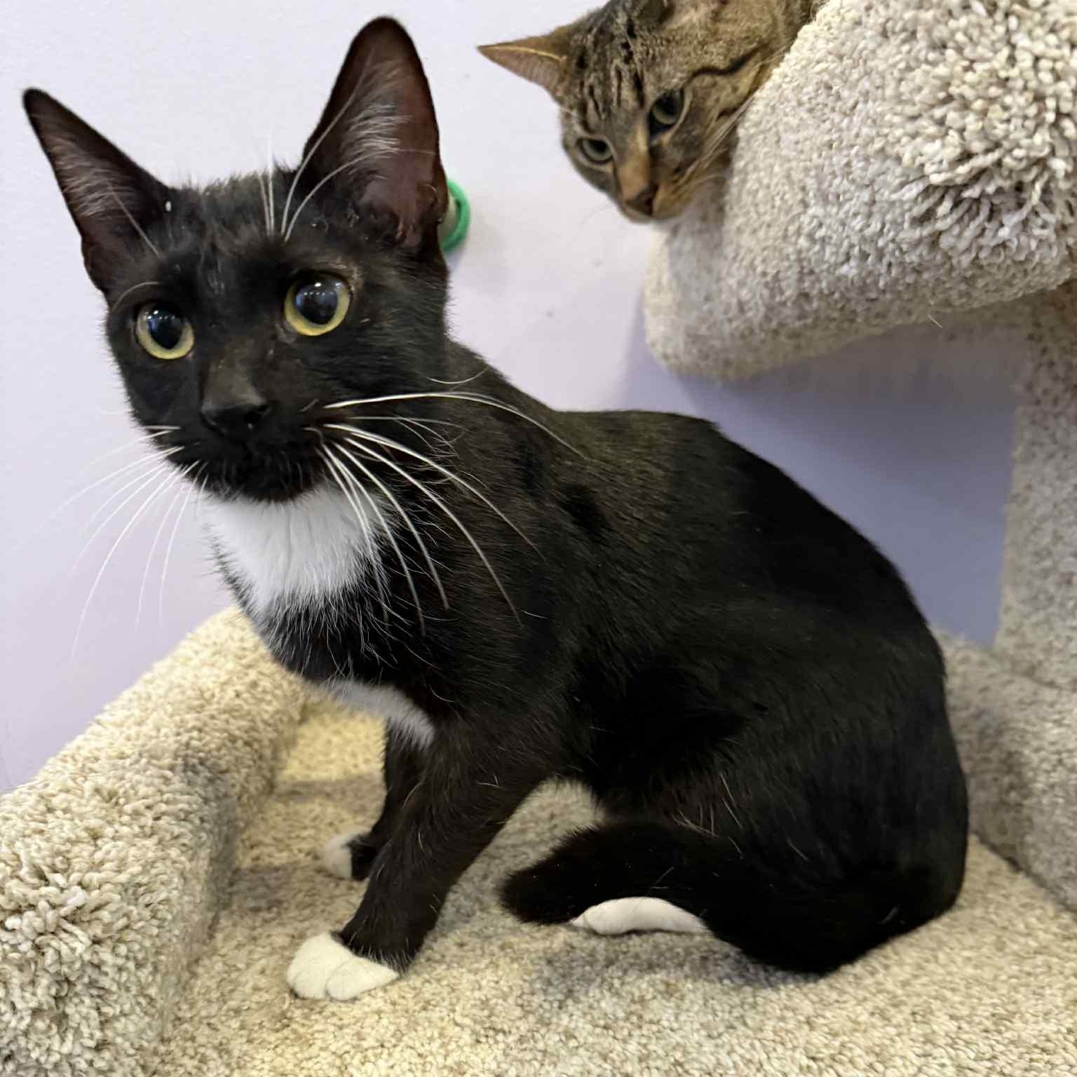 Bacon (cat café), a Adoptable mixed breed in Lafayette, IN image 2/5