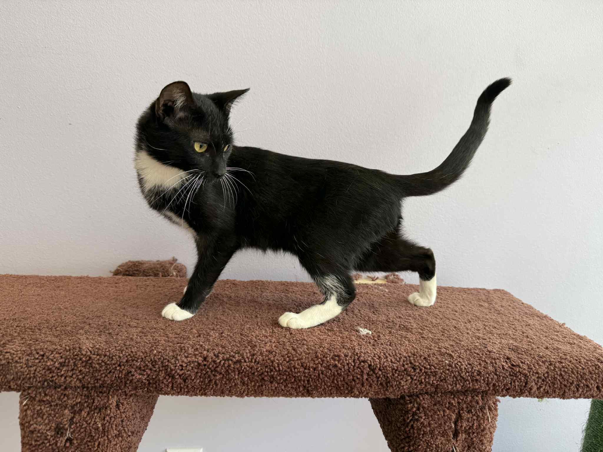Bacon (cat café), Adoptable, Young Female Tuxedo & Domestic Short Hair.