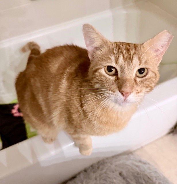 Enlarge Copper, a Adoptable Domestic Short Hair in Prosper, TX image 1/2