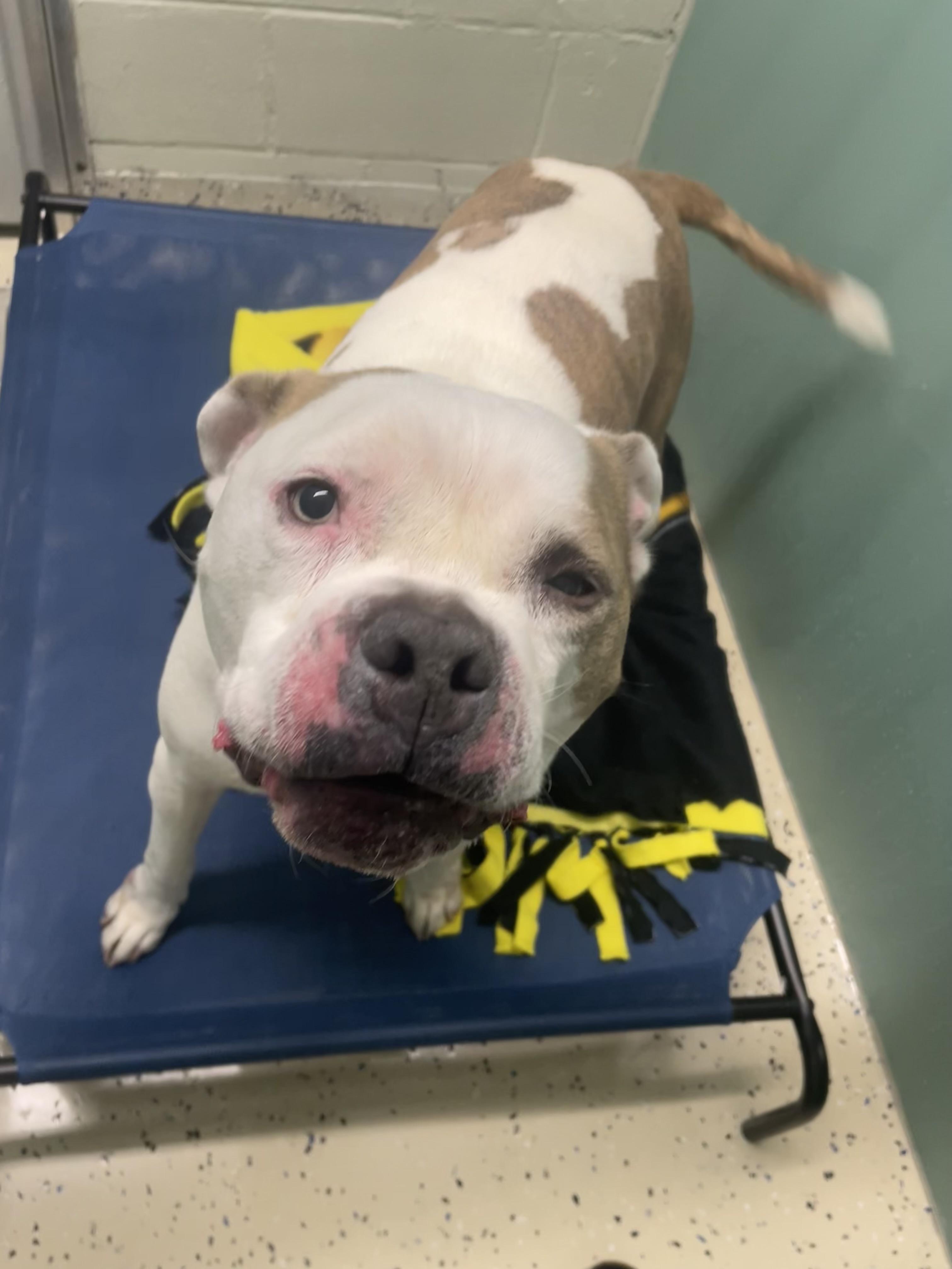 Enlarge Dumpling, a ADOPTABLE Pit Bull Terrier in AQUEBOGUE, NY image 2/3