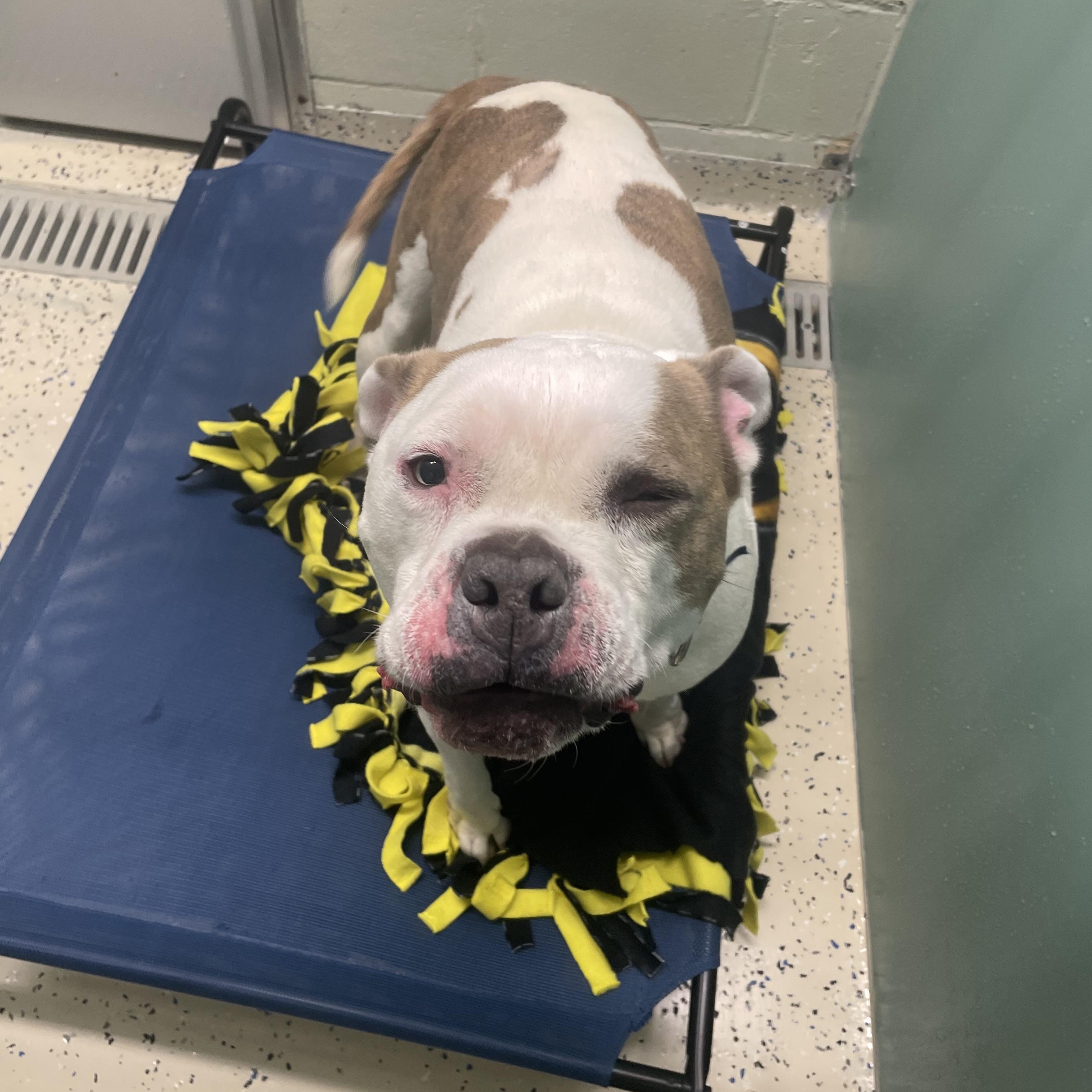 Enlarge Dumpling, a ADOPTABLE Pit Bull Terrier in AQUEBOGUE, NY image 1/3