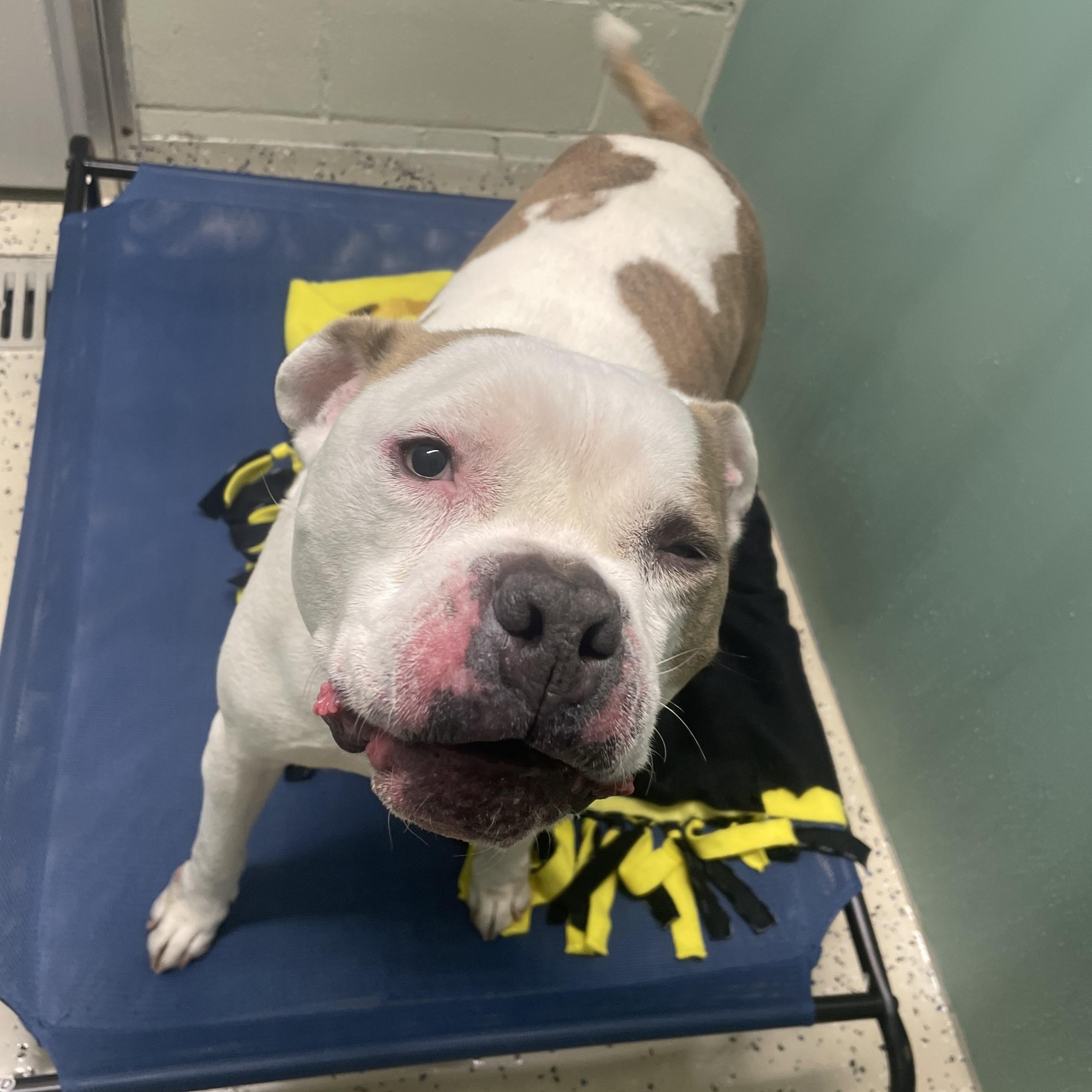 Enlarge Dumpling, a ADOPTABLE Pit Bull Terrier in AQUEBOGUE, NY image 3/3