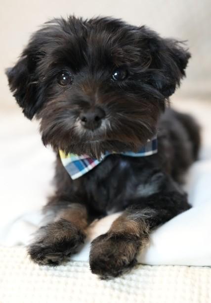 Tod, an adopted Havanese in Atlanta, GA image 1/4