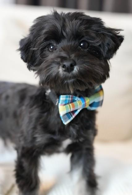 Tod, an adopted Havanese in Atlanta, GA image 3/4