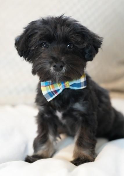 Tod, an adopted Havanese in Atlanta, GA image 2/4