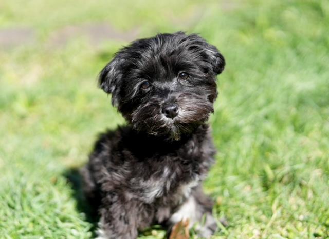 Tod, an adopted Havanese in Atlanta, GA image 4/4