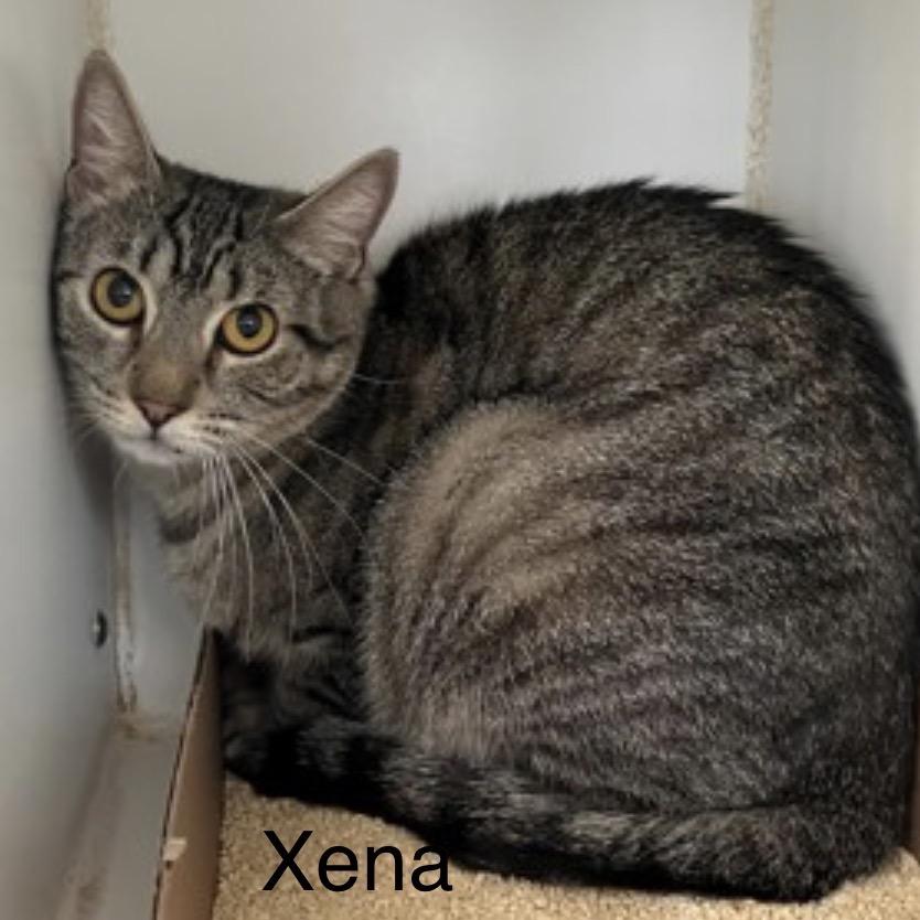 Xena, a Adoptable Domestic Short Hair in Danbury, CT image 1/2