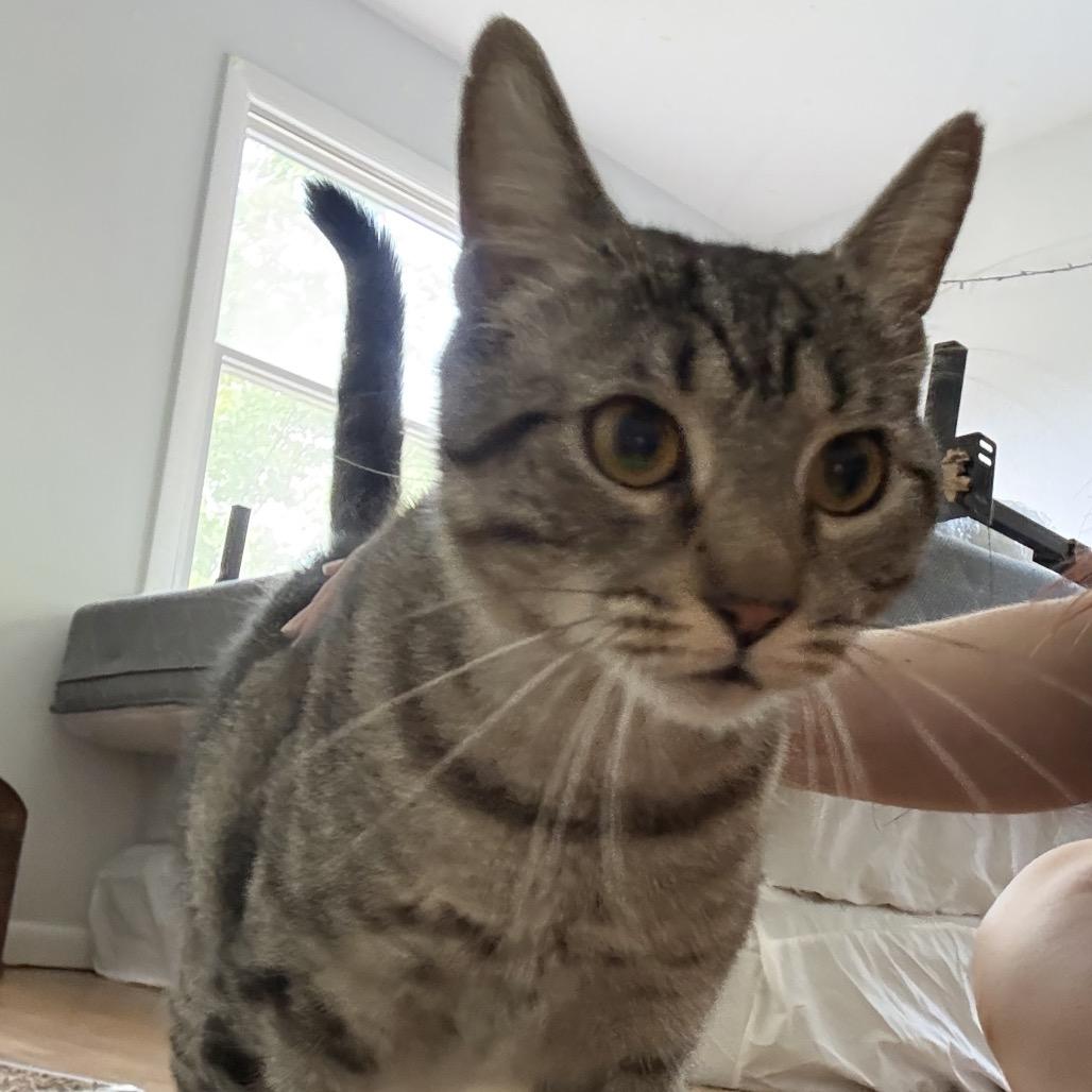 Enlarge Xena, a Adoptable Domestic Short Hair in Danbury, CT image 3/3