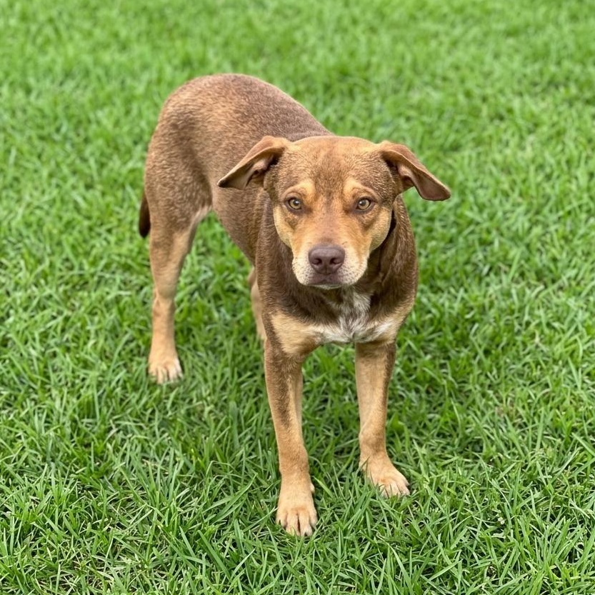 Enlarge Boston, a Adoptable mixed breed in Danbury, CT image 3/6