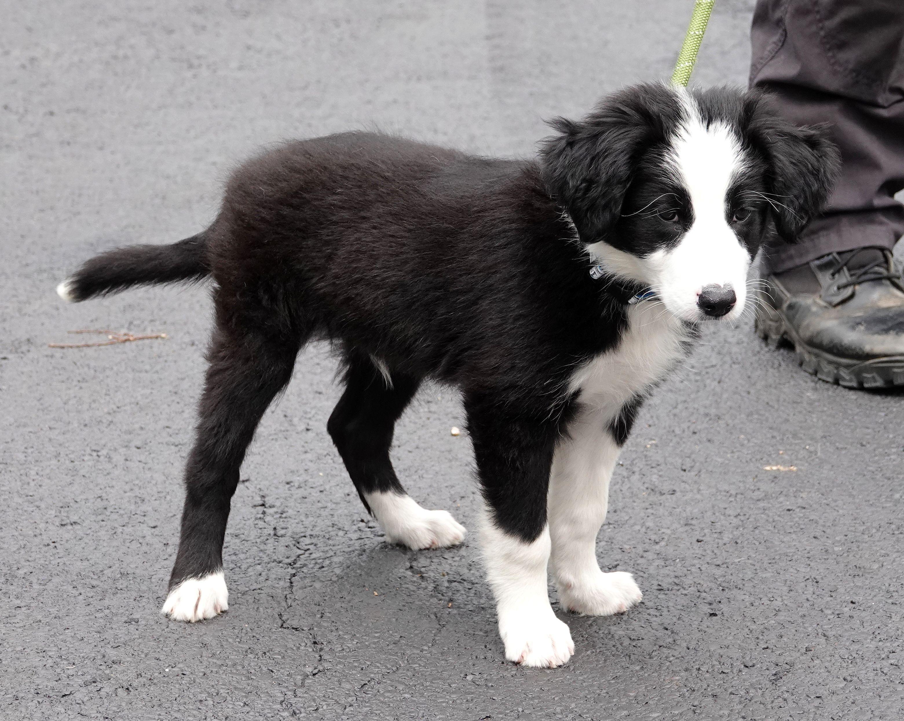 Enlarge Wally, a ADOPTABLE mixed breed in Millfield, OH image 3/3