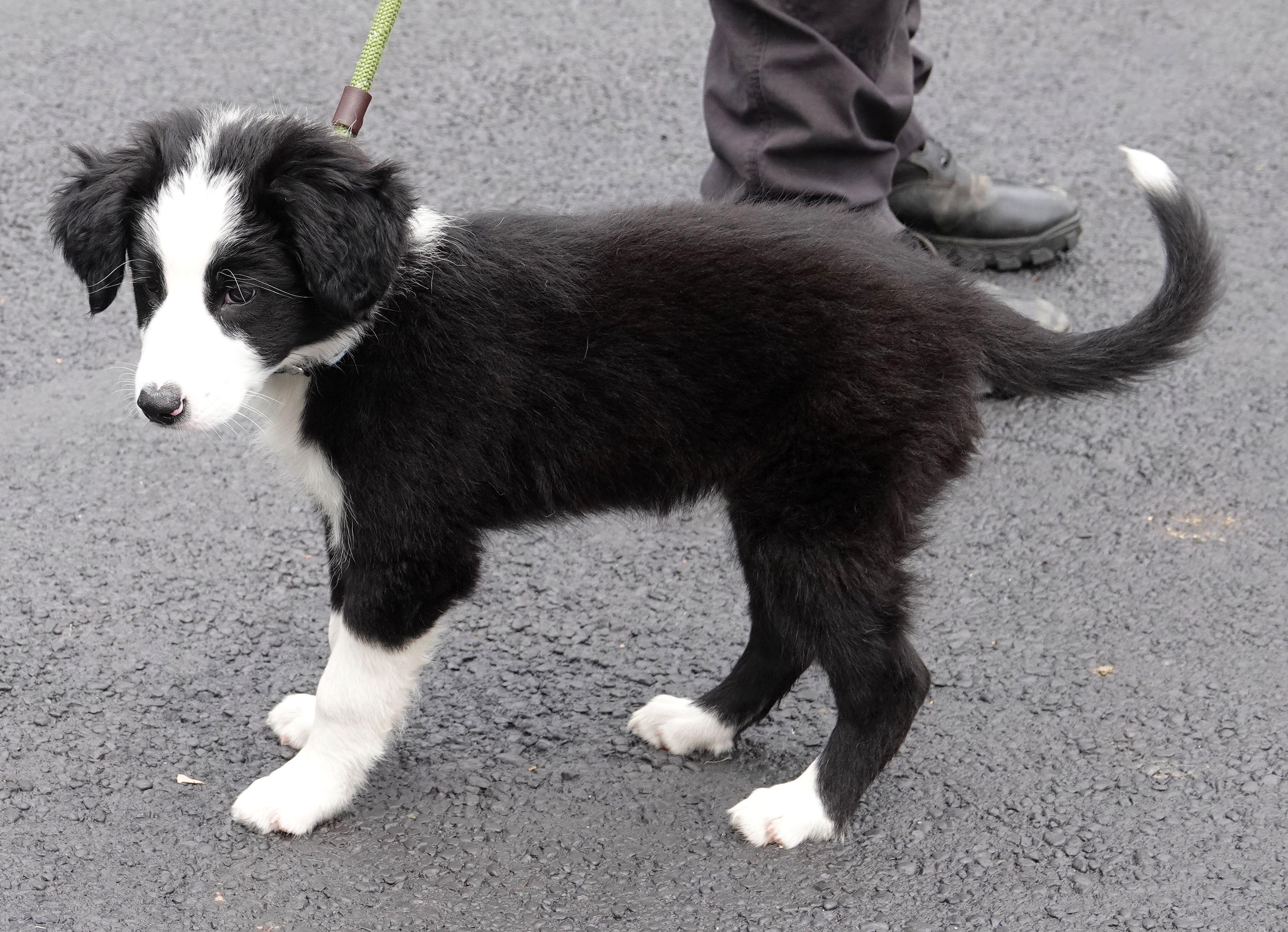 Enlarge Wally, a ADOPTABLE mixed breed in Millfield, OH image 2/3
