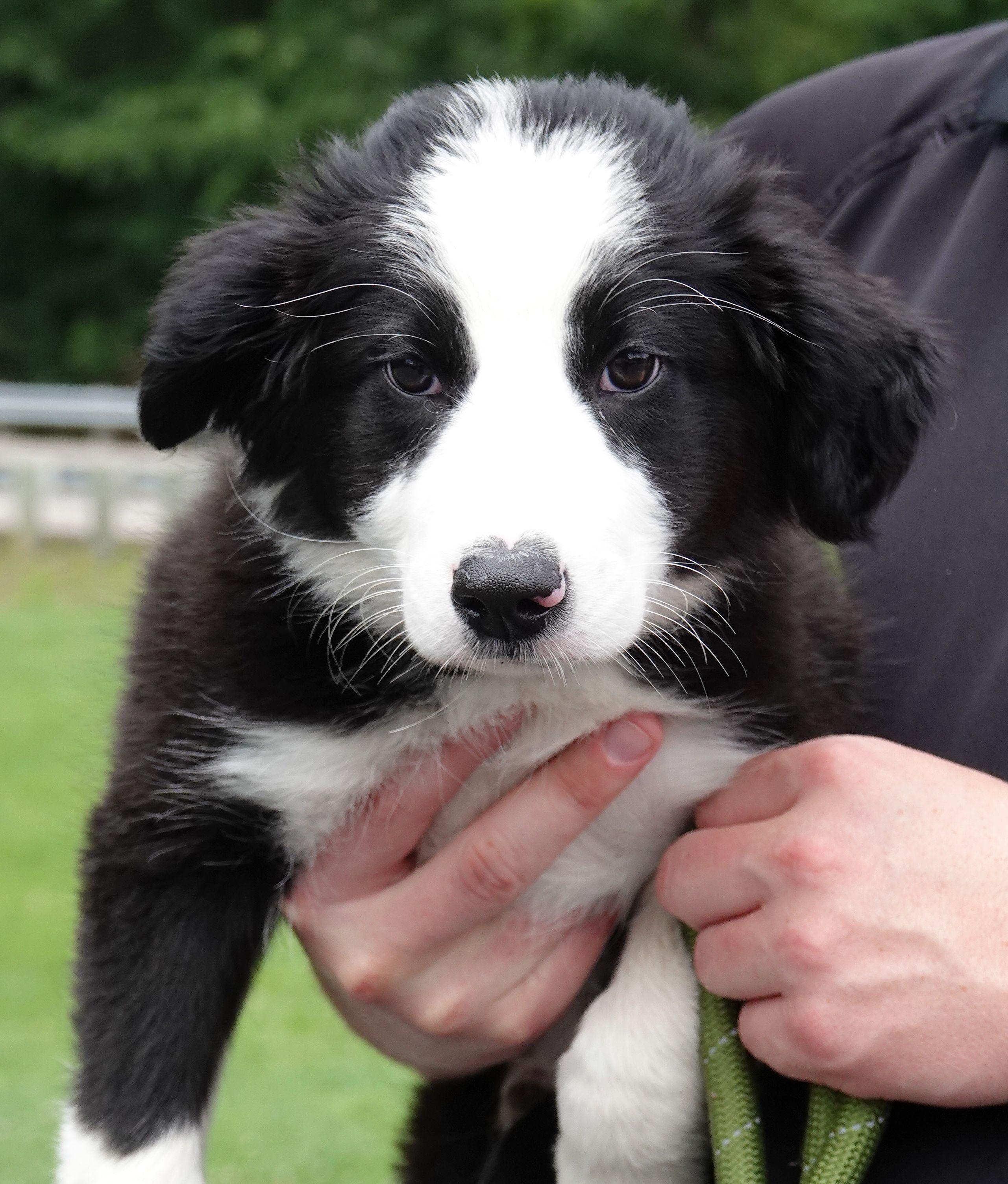 Wally, ADOPTABLE, Puppy Male Border Collie.