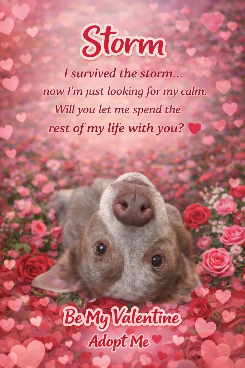 Storm, ADOPTABLE, Young Female Australian Cattle Dog / Blue Heeler.