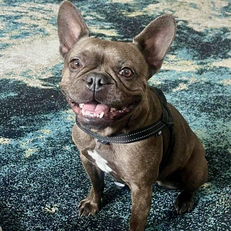 Happy, a Adopted French Bulldog in Hillsborough , NC image 1/3