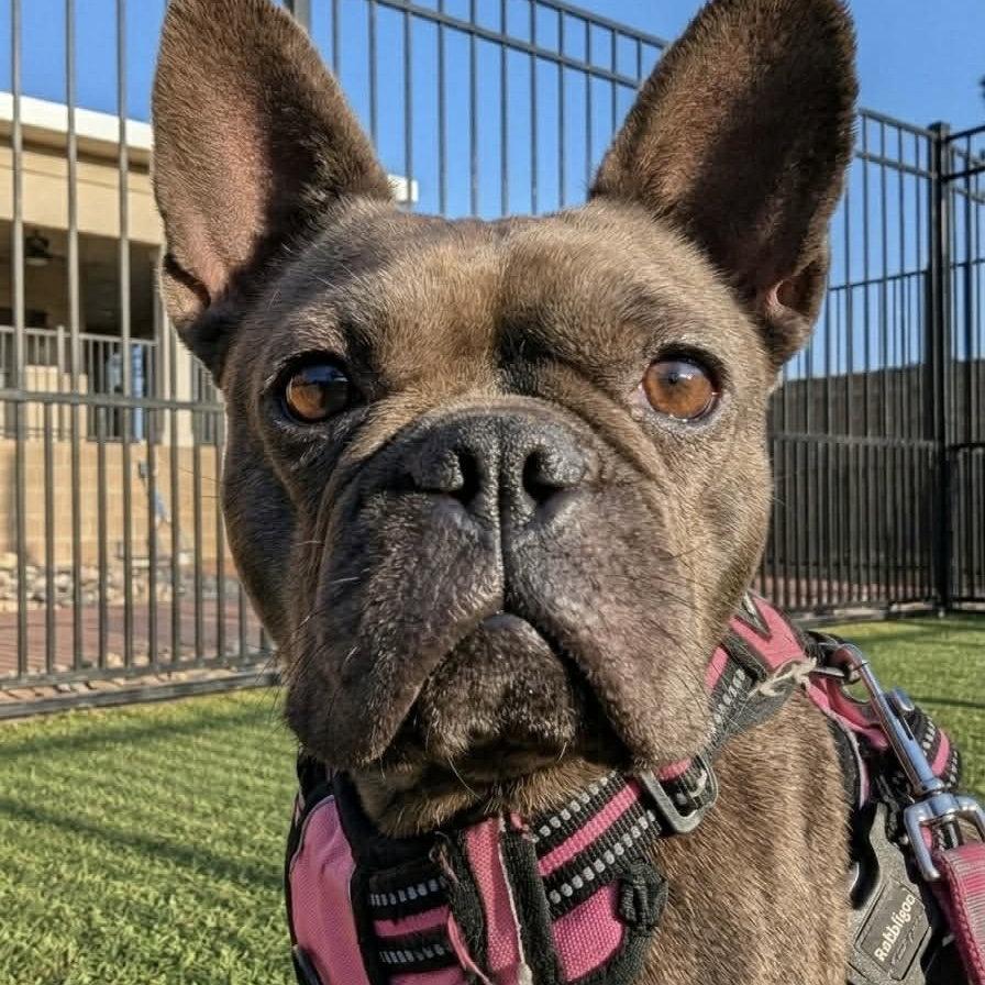 Happy, a Adopted French Bulldog in Hillsborough , NC image 2/3