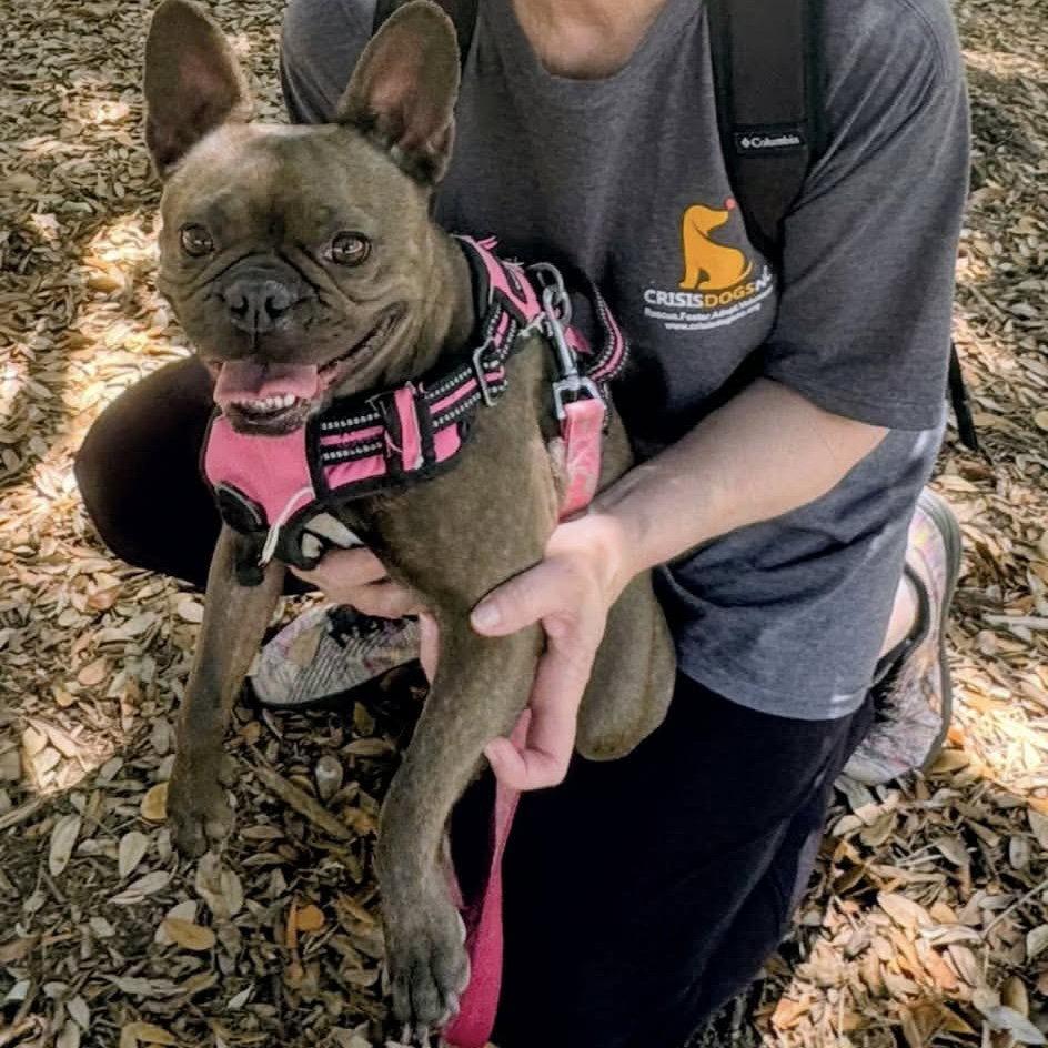 Happy, a Adopted French Bulldog in Hillsborough , NC image 3/3