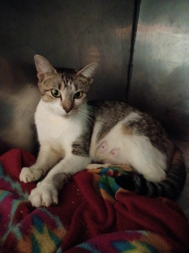Helen, Adoptable, Adult Female Domestic Short Hair.