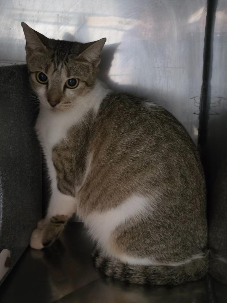 Helen, Adoptable, Adult Female Domestic Short Hair.