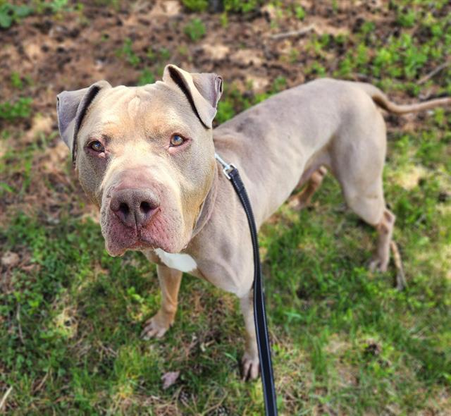 DOM, Adoptable, Adult Male Pit Bull Terrier & Mixed Breed.