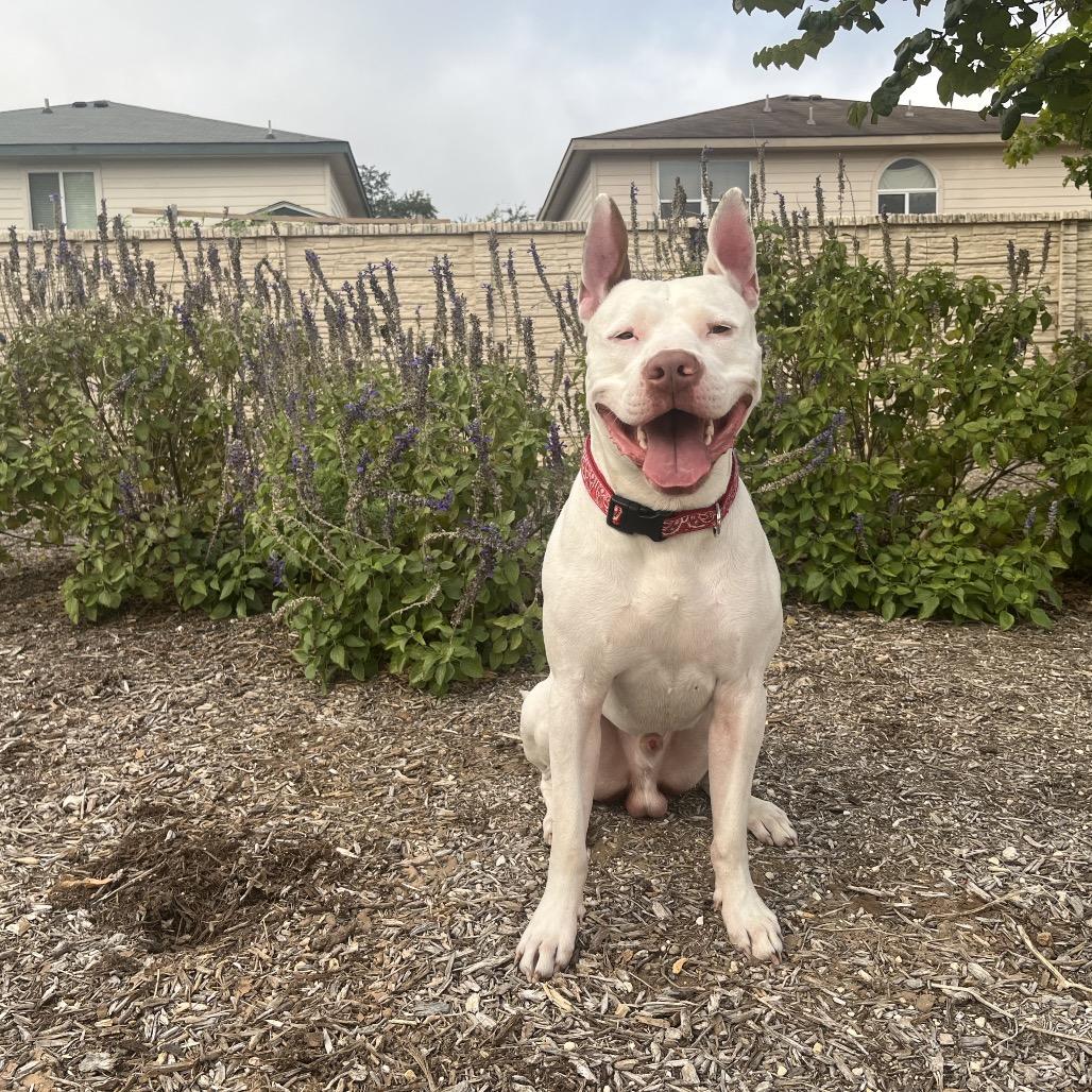 Mento, Adoptable, Adult Male Pit Bull Terrier & Mixed Breed.