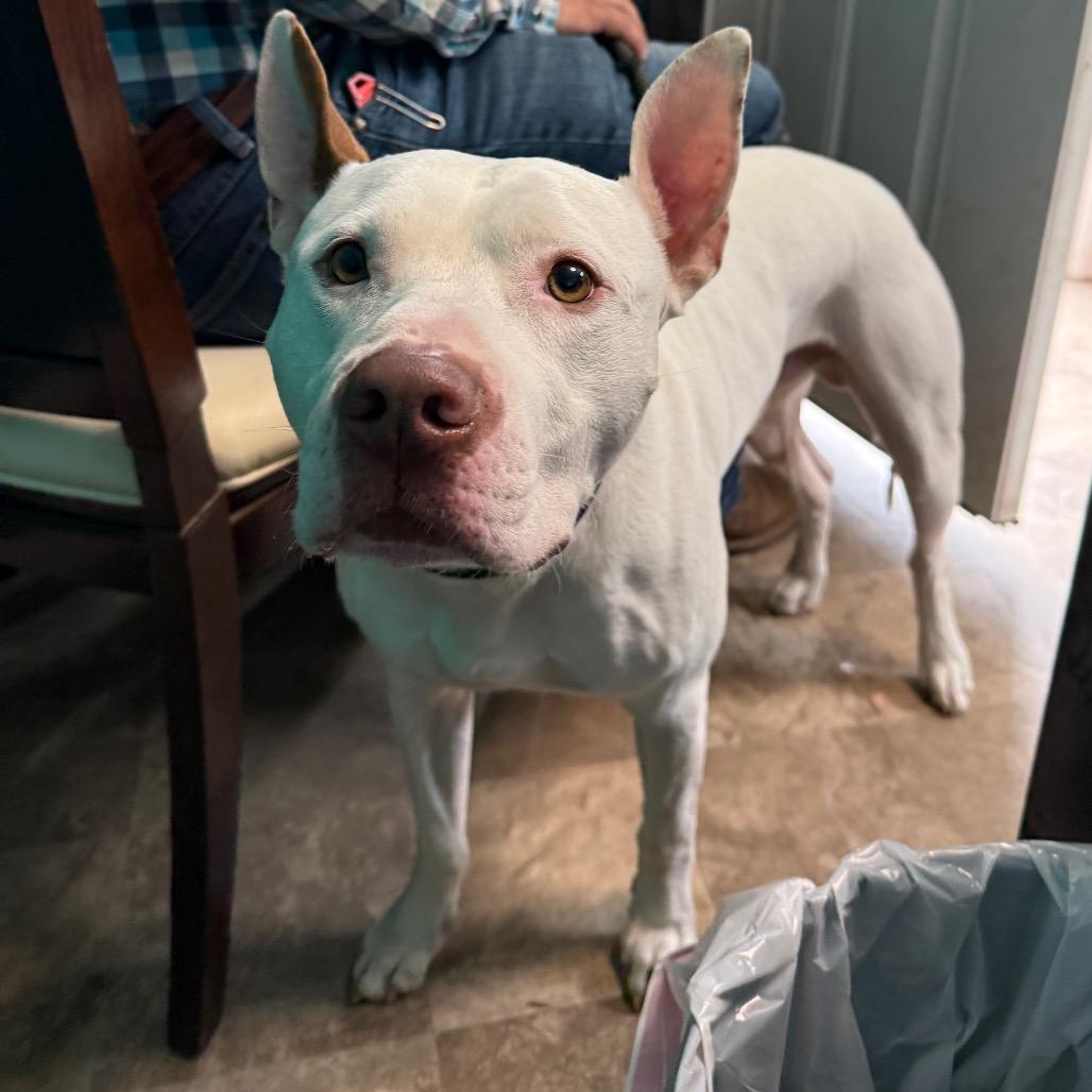Mento, a Adoptable mixed breed in Floresville, TX image 2/6
