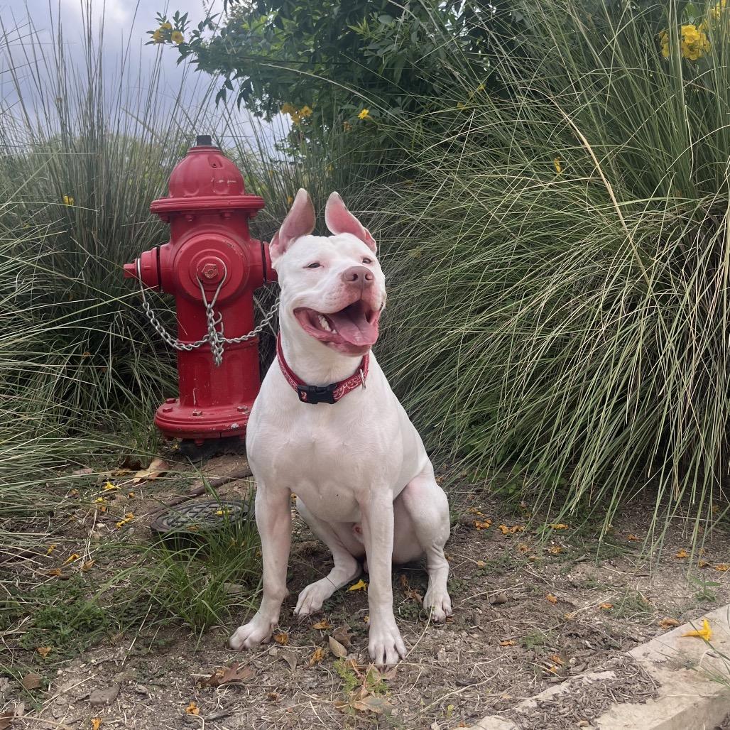 Mento, a Adoptable mixed breed in Floresville, TX image 3/6