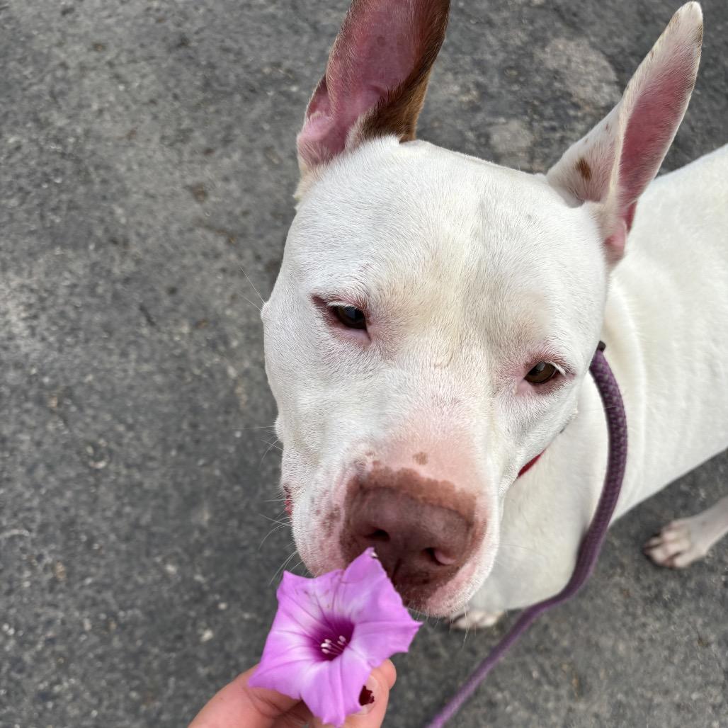 Enlarge Mento, a Adoptable mixed breed in Floresville, TX image 5/6