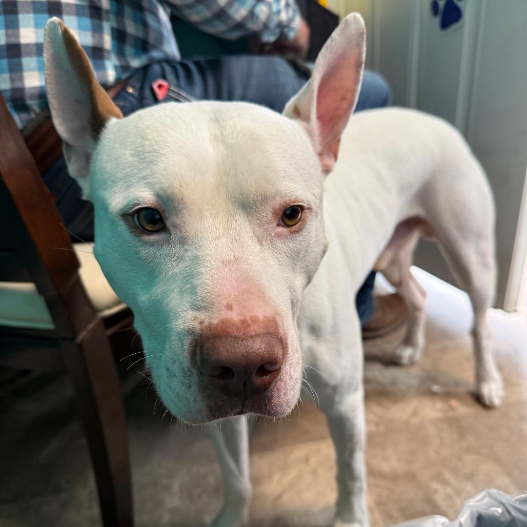 Mento, a Adoptable mixed breed in Floresville, TX image 6/6