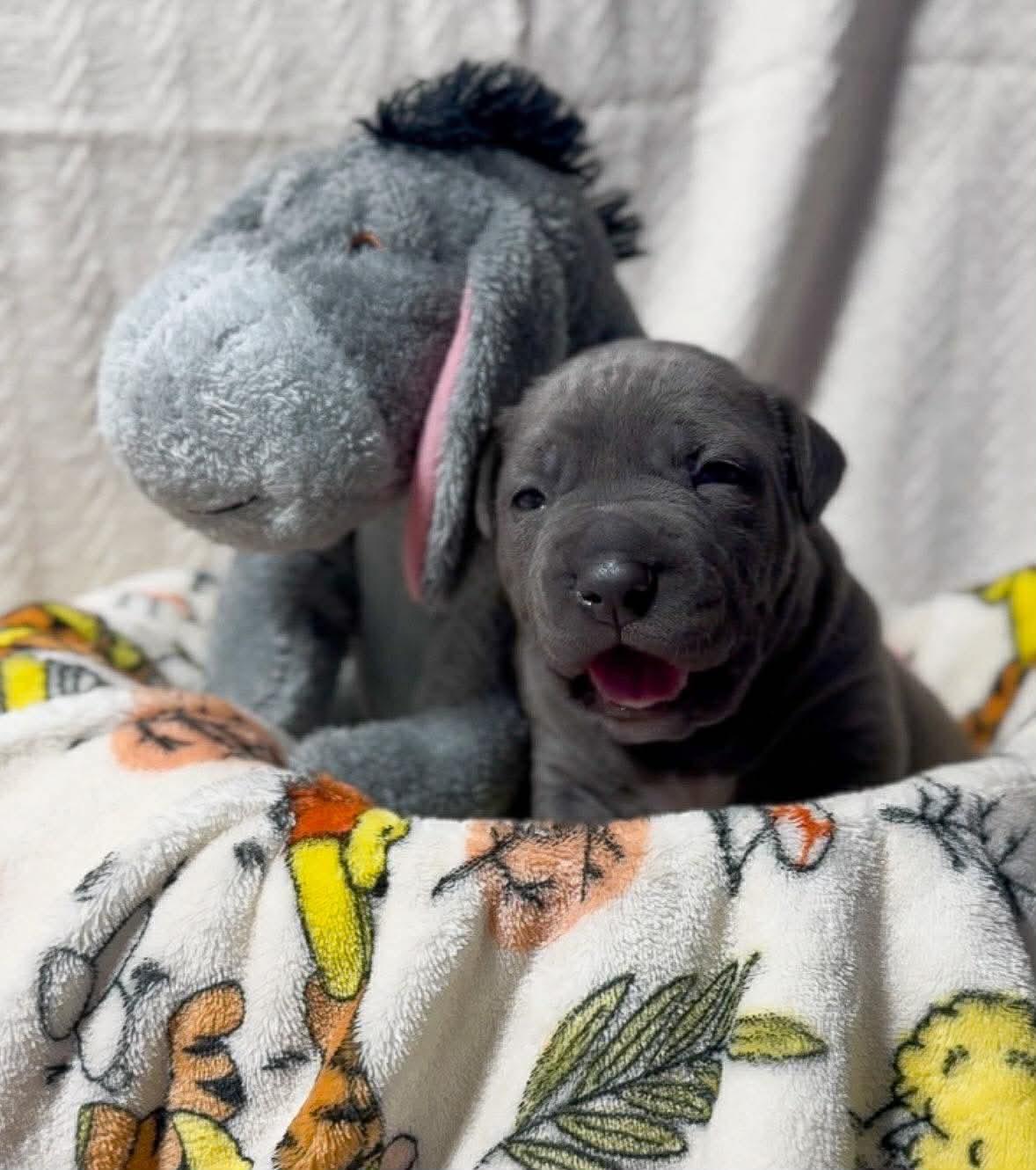 Enlarge Eeyore, a Adoptable Pit Bull Terrier in Belleville, MI image 1/1
