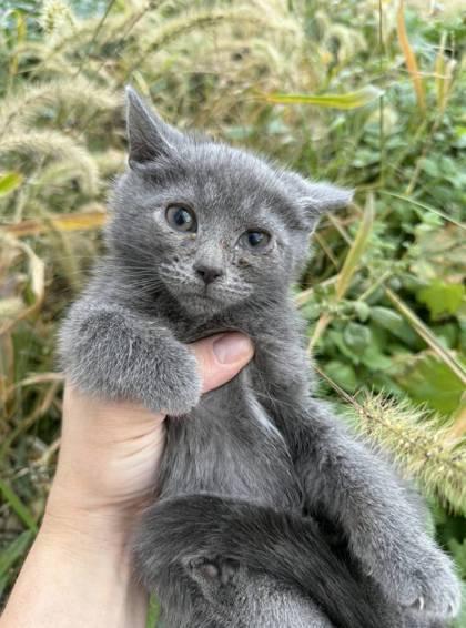 Enlarge Hummus, a Adoptable Domestic Short Hair in Berwick, PA image 1/1