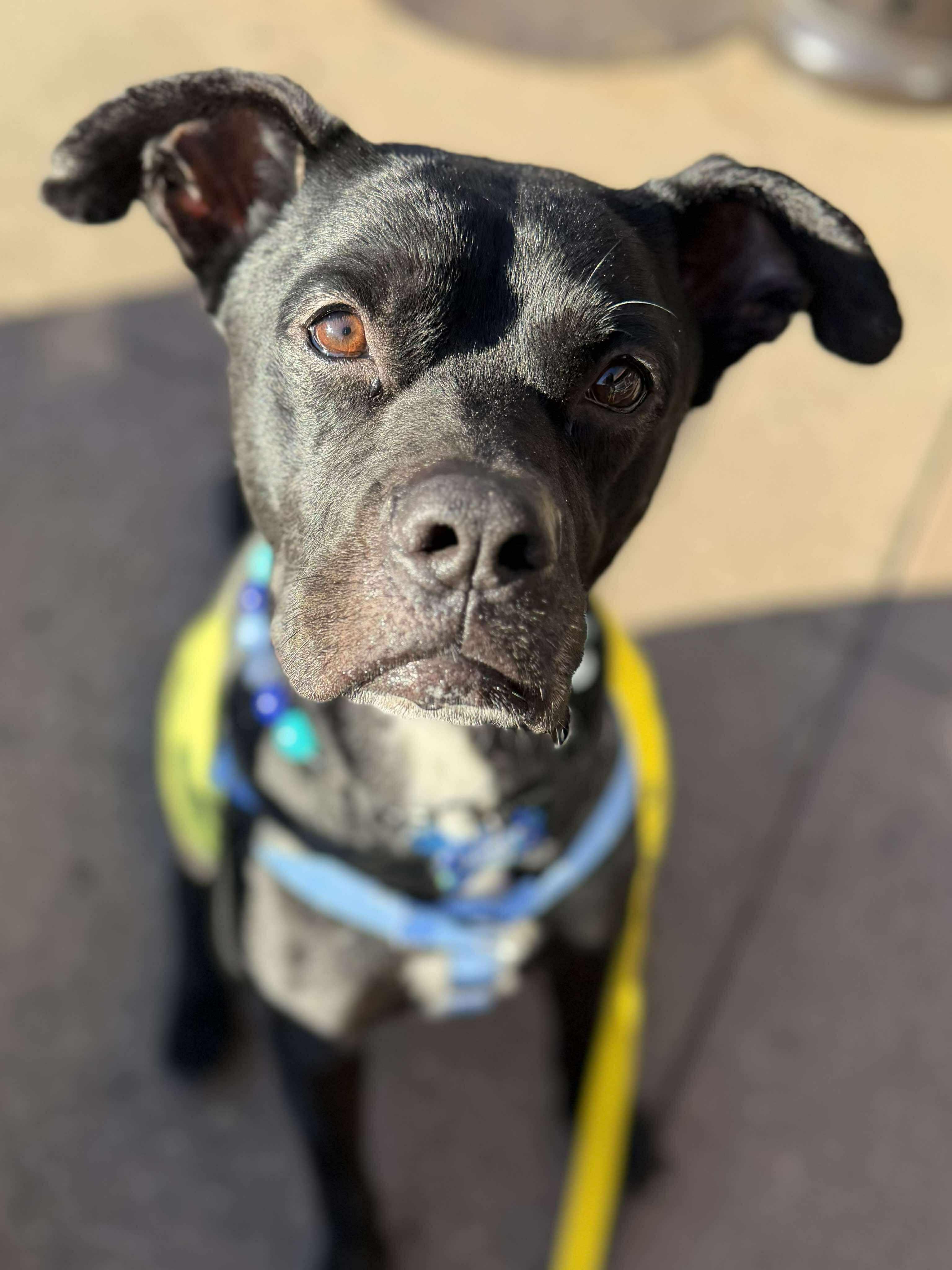 Tyron, a Adoptable Pit Bull Terrier in Arlee, MT image 1/6