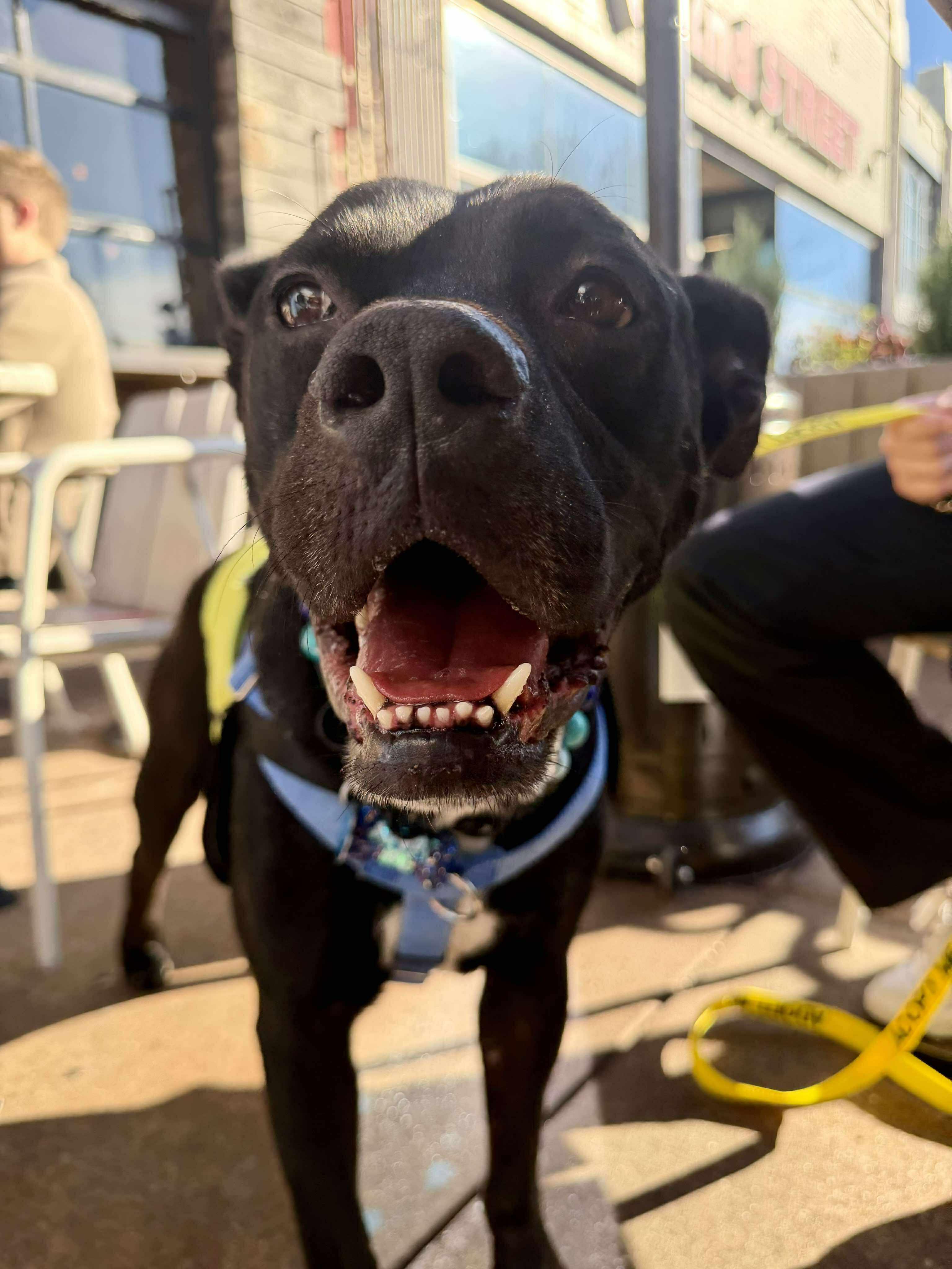 Tyron, a Adoptable Pit Bull Terrier in Arlee, MT image 3/6