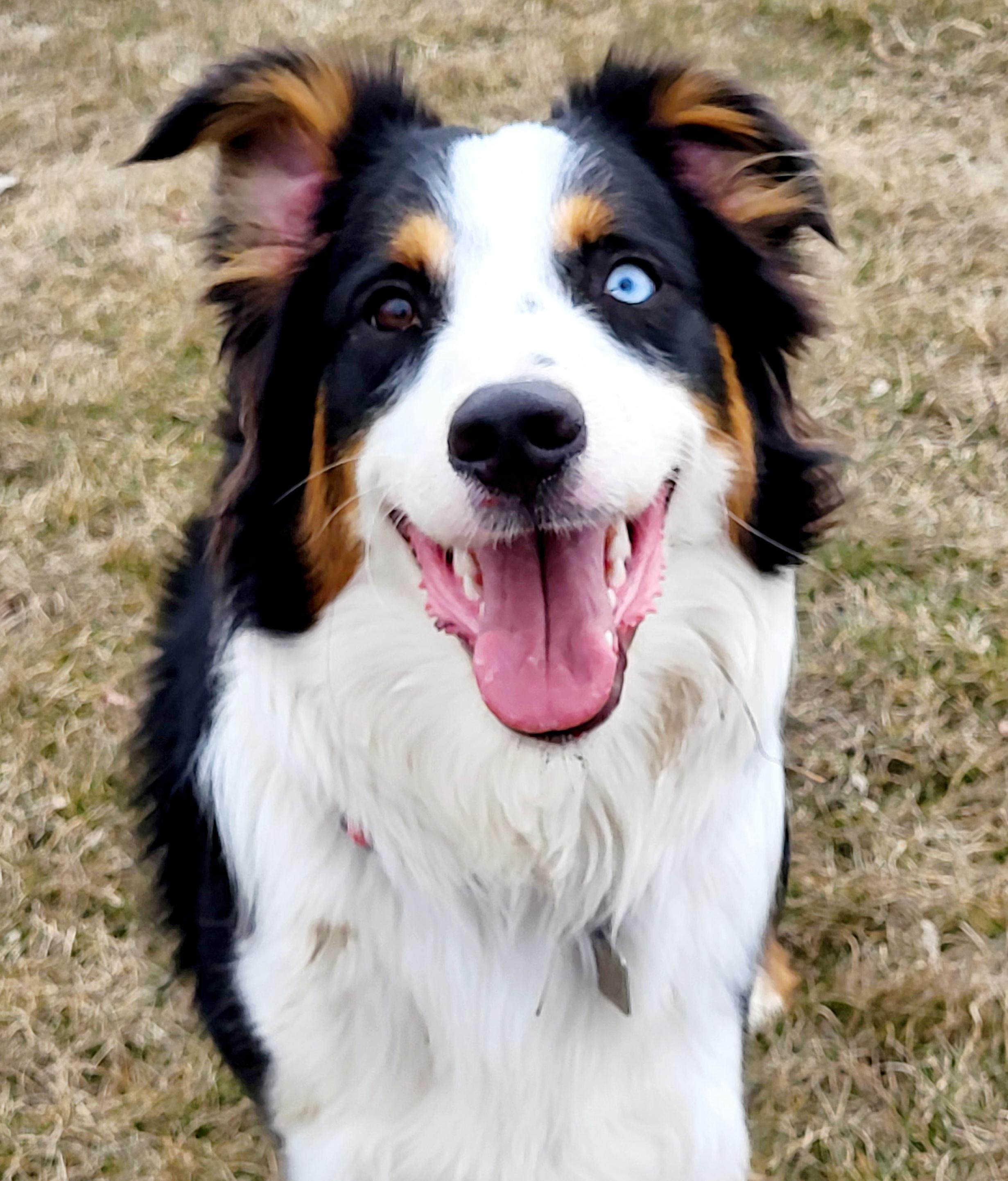 Louis, an adopted mixed breed in Winnipeg, MB image 5/5