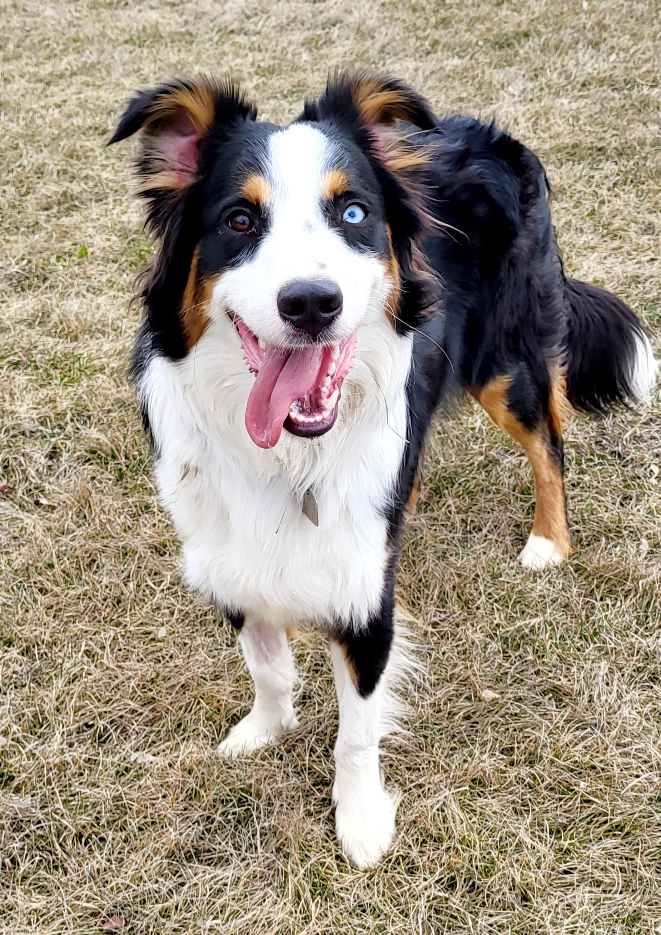 Louis, an adopted mixed breed in Winnipeg, MB image 3/5